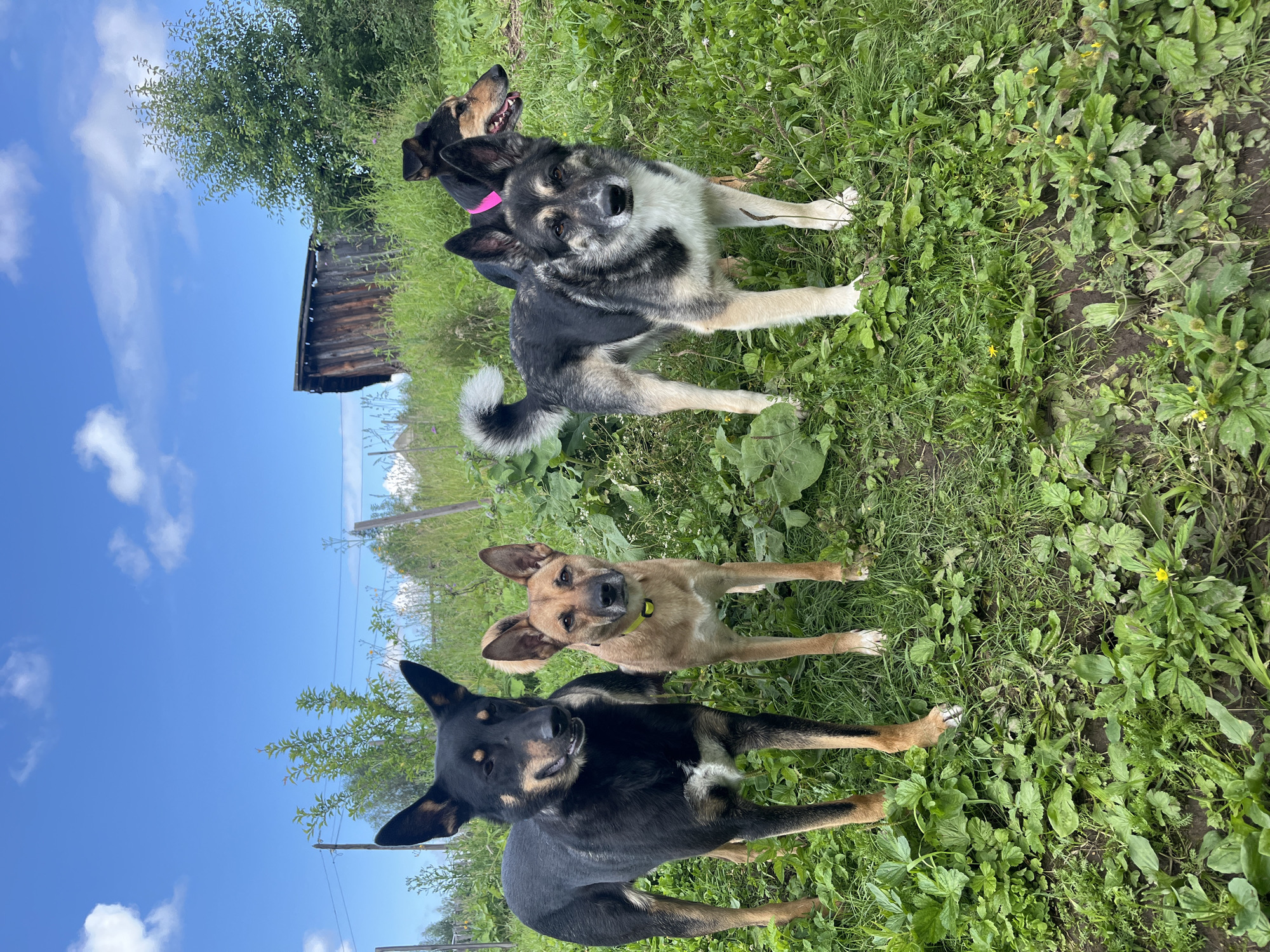 Four dogs are standing in a grassy area with a wooden structure in the background under a blue sky with scattered clouds. The dog on the far left is black and tan with pointed ears and is looking to the left. Next to it is a tan dog with pointed ears, wearing a yellow collar, looking forward. To the right is a large, grey and black dog with a bushy tail, looking forward. Behind this dog and to the right is another black and tan dog wearing a pink collar, with its head turned to the right. The area is overgrown with grass and some foliage. A dilapidated wooden shed or outbuilding is visible on a slight incline behind the dogs. The scene appears to be outdoors, possibly in a rural or semi-rural setting in the city of Nizhny Tagil, Russia, given the typical architecture and vegetation seen in such areas.