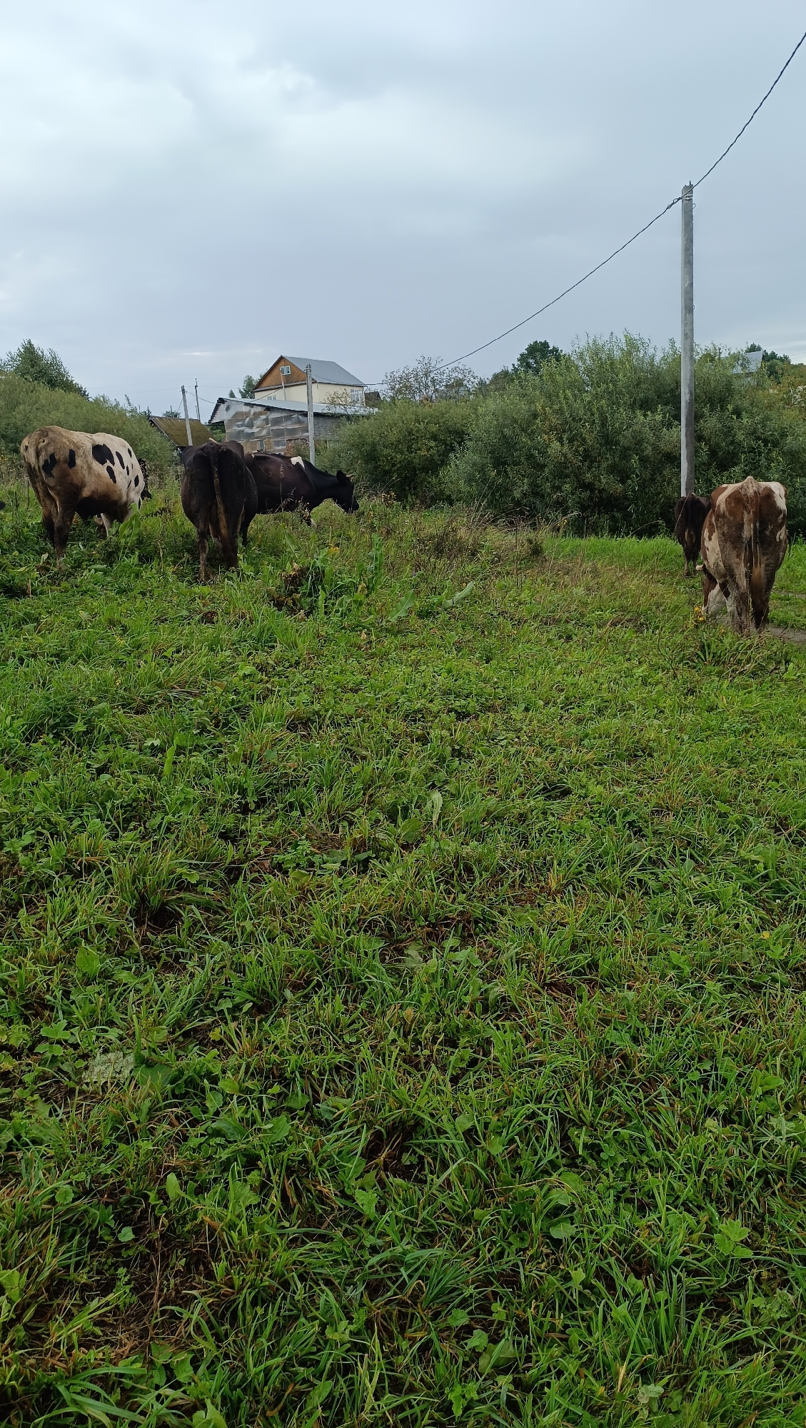 In the city of Karsha, Russia, on a cloudy day, three cows are grazing in a grassy field. The cow on the left is primarily white with large brown patches. The cow in the center is black and brown. The cow on the right is brown with white patches. In the background, a house with a light-colored exterior and a dark roof is visible, surrounded by green trees and bushes. A tall, gray utility pole stands to the right of the frame, with a wire extending from it across the sky. The ground is covered in lush green grass with some areas of dried vegetation.