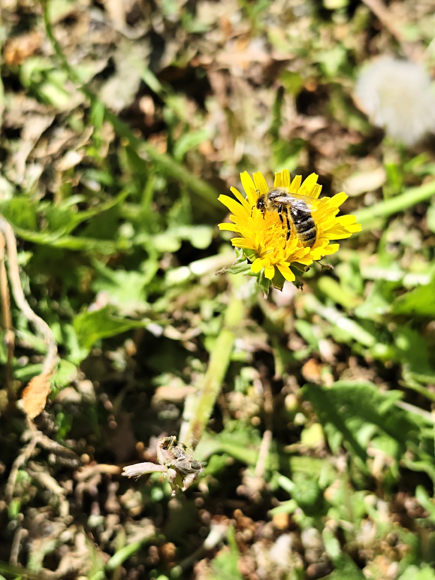 A bee is perched on a dandelion in a grassy area. The bee is facing the right and its abdomen is visible. The dandelion is in full bloom with bright yellow petals. The surrounding area is green grass with some brown patches of dirt. The location cannot be determined from the image.