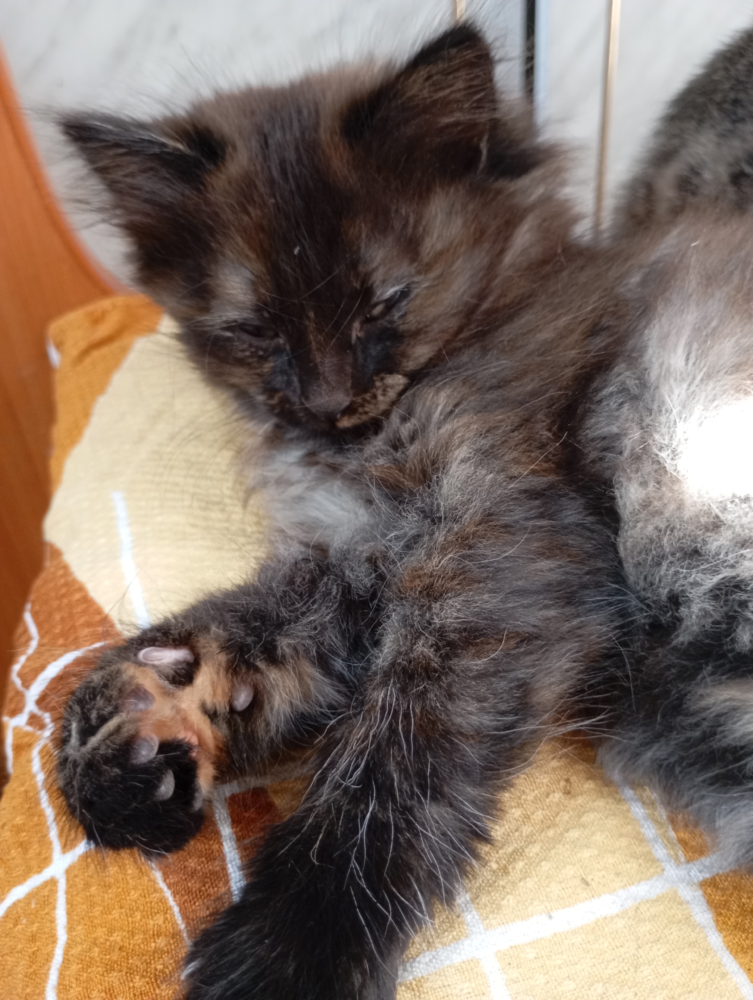 A close-up depicts a kitten asleep on a checkered yellow and brown cushion. The kitten has dark, fluffy fur with patches of lighter coloring on its chest and paws. Its claws are extended on one paw. The location is unknown.