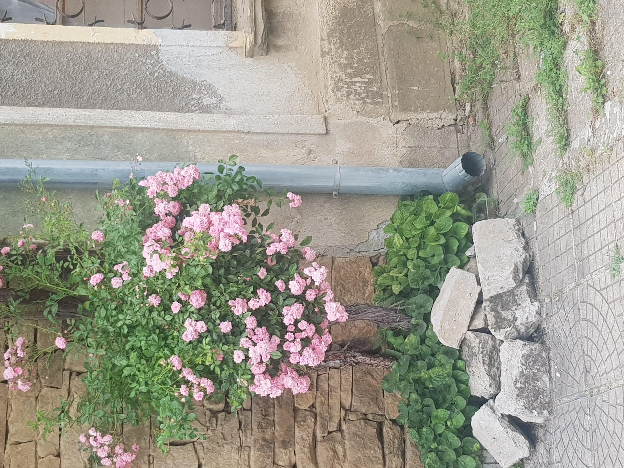 In Lomets, Bulgaria, a cluster of small, pink roses climbs a rustic wooden support against a weathered, tan stone wall. A grey downspout runs vertically along the side of a building with a textured, light grey facade. In the foreground, several rough, grey concrete blocks are piled on a paved area with a geometric pattern. Lush green foliage surrounds the base of the rose bush and grows between the paving stones.