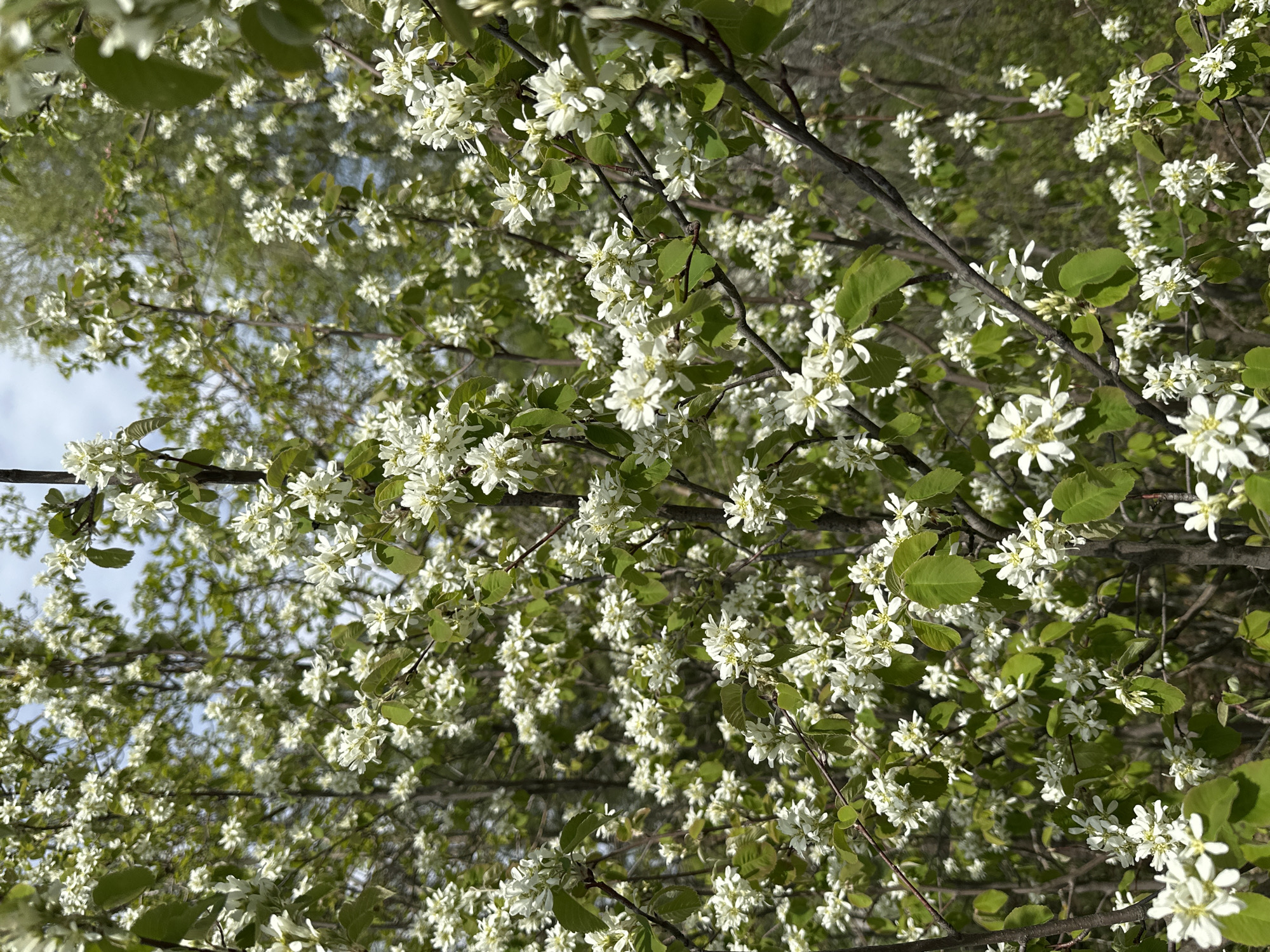 The image shows a dense collection of flowering trees, likely located in the city of Chaikovsky, Russia. The trees are covered in small, white, star-shaped blossoms interspersed with green leaves. Dark branches create a network throughout the image. In the background, hints of sky and other greenery are visible.