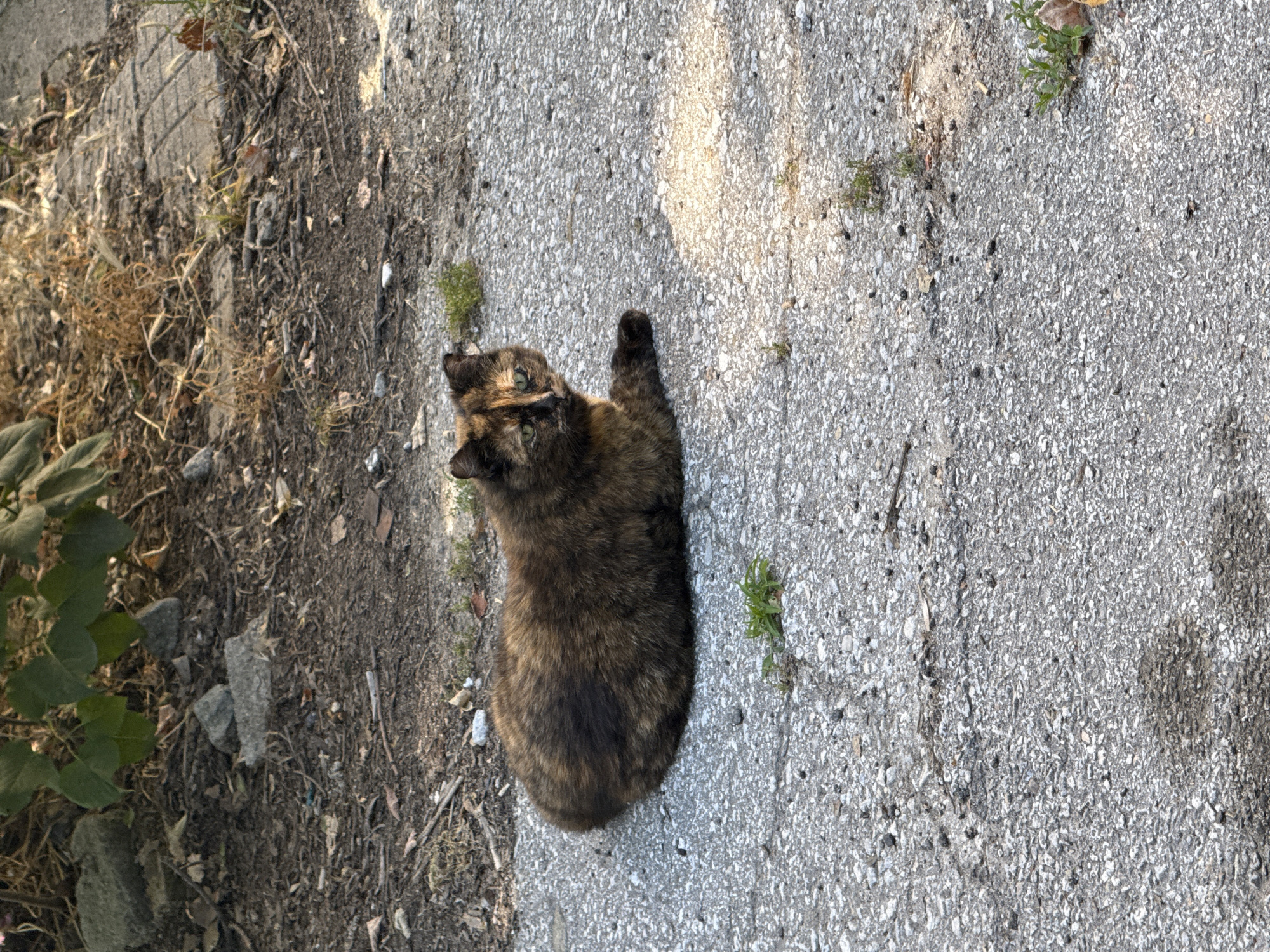 A tortoiseshell cat is lying on a cracked asphalt surface. The cat is positioned in the lower left quadrant of the image, facing towards the viewer's right. Its fur displays a mottled pattern of black, brown, and orange patches. Patches of dry grass and dirt with scattered debris are visible in the upper part of the image, bordering the asphalt. Sunlight casts shadows across the ground. The scene appears to be outdoors, possibly in an urban environment. The location is identified as Plovdiv, Bulgaria.