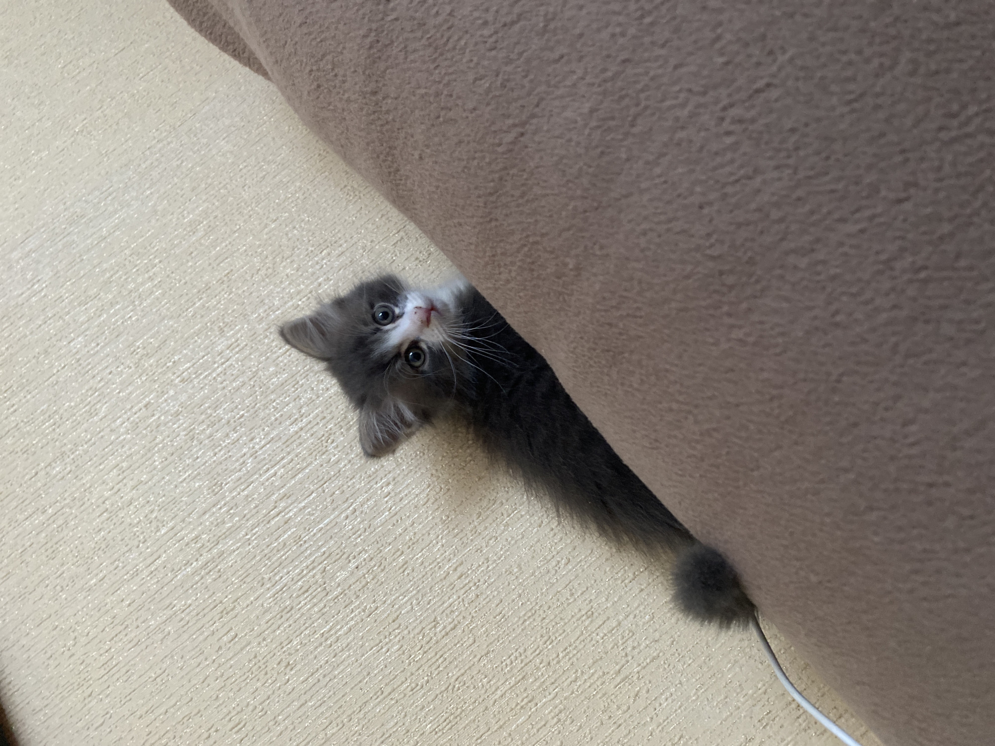 A small, fluffy kitten with grey and white fur and wide, curious eyes is peeking out from behind a large, brown or beige upholstered couch. The kitten's head and front paws are visible, angled upwards towards the viewer, suggesting it is looking up from a lower position or from behind the furniture. Its long, bushy grey tail is also visible, extending towards the right side of the image, with a white cable lying near its tip, disappearing behind the couch.
The setting appears to be indoors, likely a living room or bedroom. The surface in the foreground and to the left of the kitten is a light, textured beige color, possibly a carpet, wall, or floor covering. The couch fabric is a soft, textured material. The overall lighting is even, suggesting an indoor environment without harsh direct light. There is no visible text in the image. The kitten's expression seems inquisitive and perhaps playful, as if it's engaging in a game of hide-and-seek or observing something with interest. The scene conveys a sense of domestic tranquility with a hint of feline mischief.