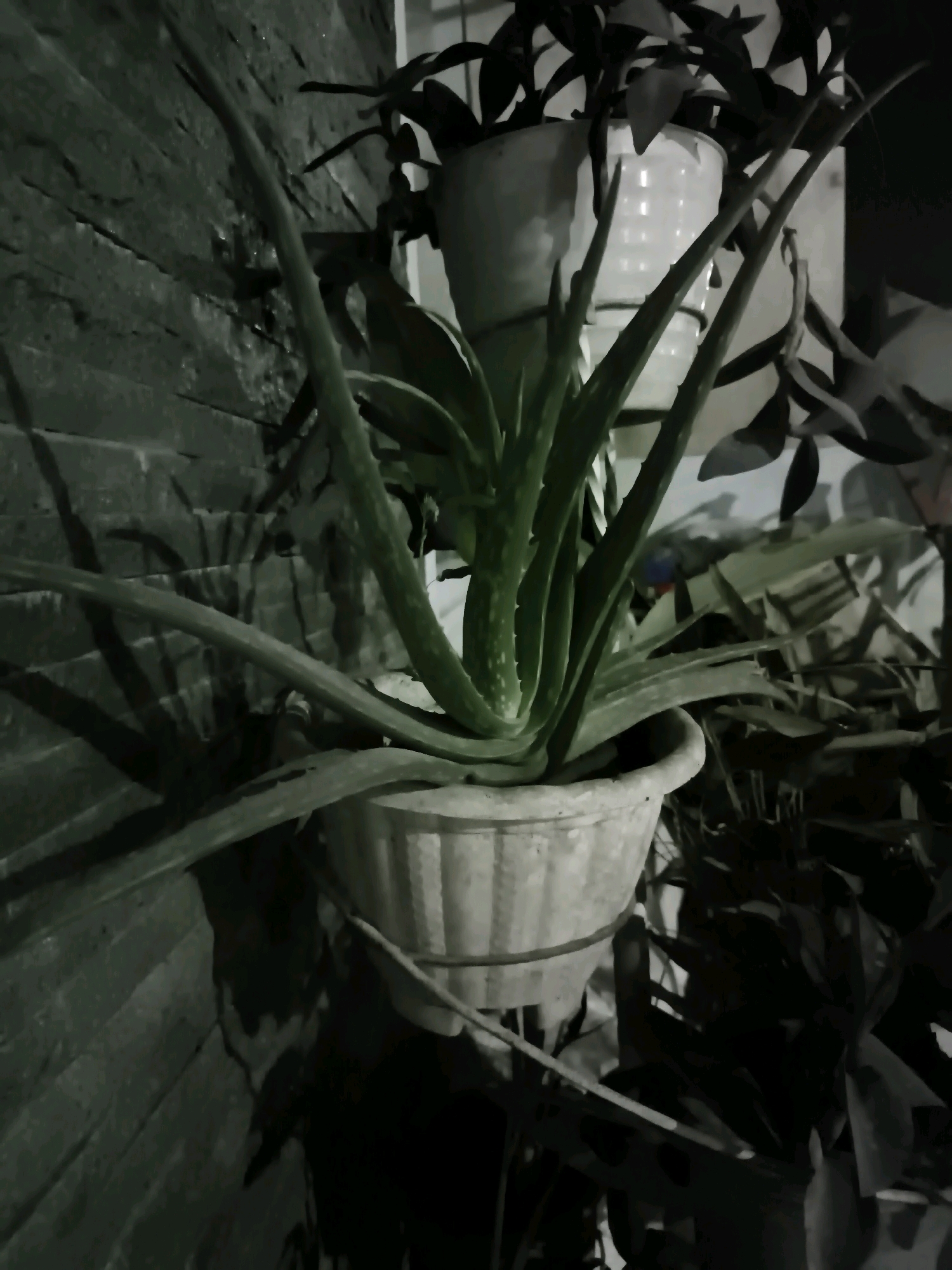 An aloe vera plant in a light-colored pot is positioned in front of a dark, textured wall, possibly brick, with dramatic shadows cast on it. Behind the aloe vera, another white pot holding a different plant is visible. The image appears to be taken at night or in low light conditions, with the overall scene rendered in dark tones and muted colors. The location is identified as Serang, Indonesia.