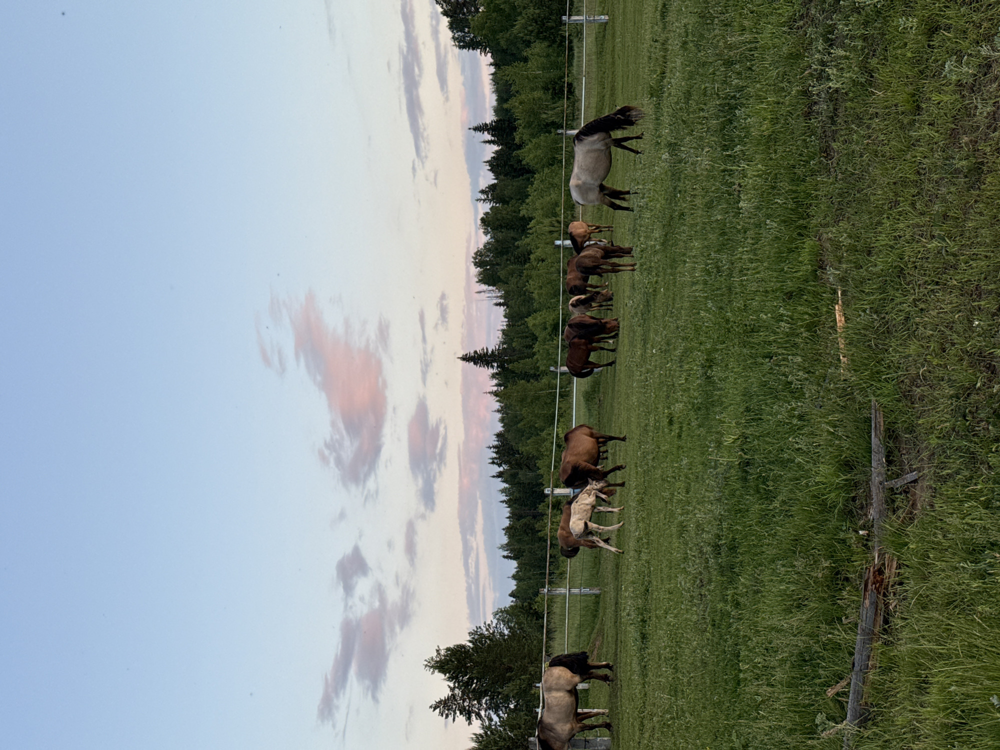 The image shows a herd of horses grazing in a grassy field, likely in the city of Opary, Russia, given the context provided. The sky above is a pale blue with wispy pink and gray clouds, suggesting it is either sunrise or sunset. A white fence runs across the middle ground of the image, separating the field from a dense forest in the background. The trees are lush and green, indicating a temperate climate. Several horses of varying colors, including bay, dun, and a lighter colored foal, are scattered across the field. Some are grazing, while others stand or walk. A section of a fallen tree trunk, weathered and grey, lies in the foreground. There are no people visible in the image.