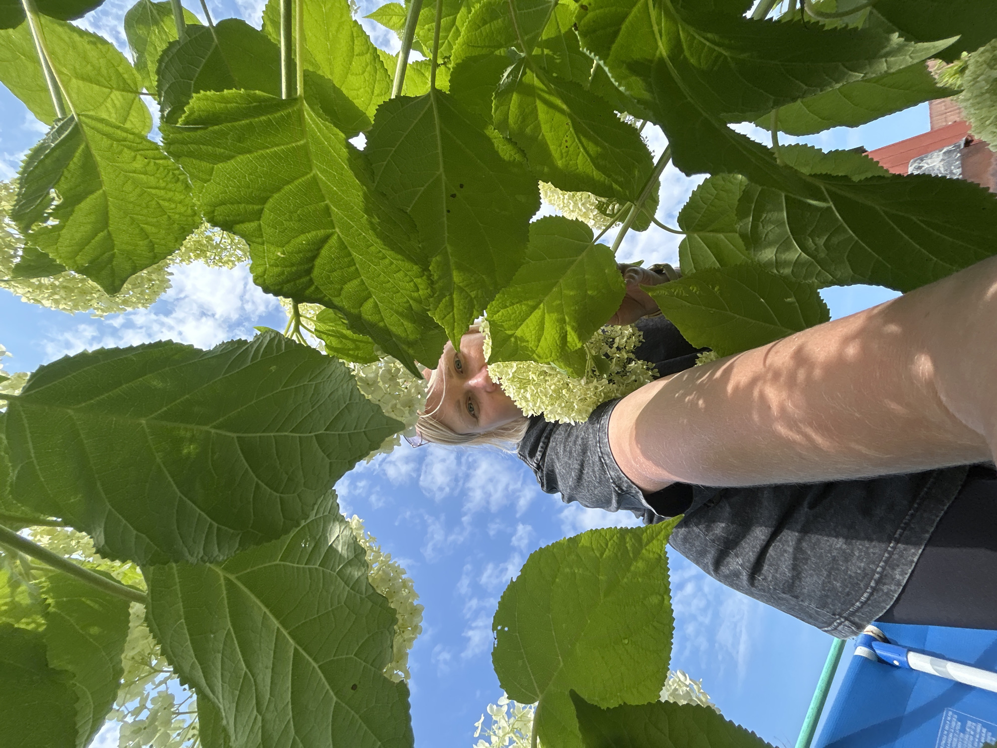 An overhead, low-angle, outdoor, eye-level shot features a blonde woman peeking from behind large green leaves and white flowers. She is wearing a dark gray, short-sleeved t-shirt and dark leggings. Her right arm extends forward towards the camera, blurred. The background is a bright blue sky with scattered white clouds. A portion of a blue swimming pool and a red-tiled roof are visible in the lower left and right quadrants of the image respectively. The image does not provide specific details about its location within the city of Chaikovsky, Russia.