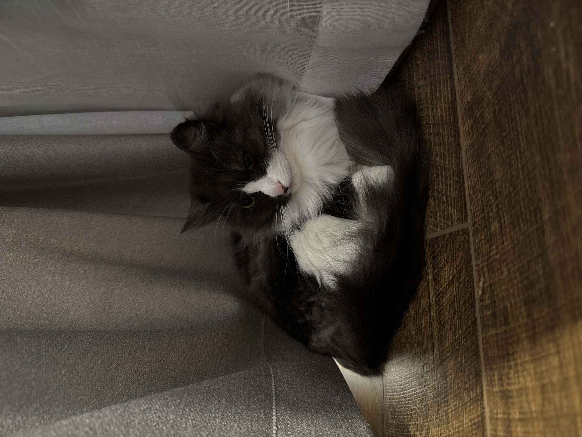 A gray and white cat is curled up on a gray fabric surface, likely a piece of furniture, next to a light-colored curtain and a brown wood-grain wall or floor. The cat is the main subject of the image. The location appears to be indoors, but the image does not contain enough information to determine the location in Izhevsk, Russia.