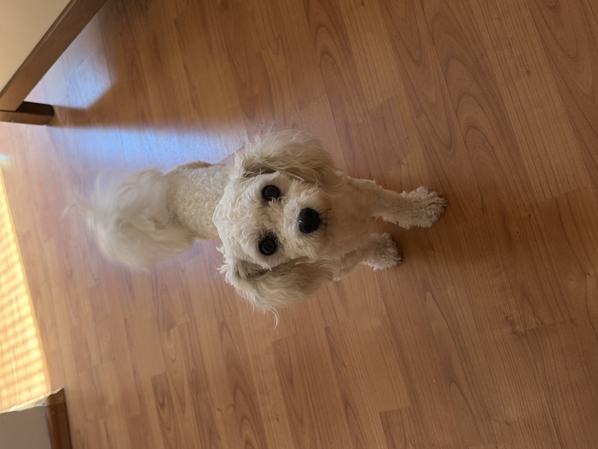 A white poodle-type dog with fluffy fur stands on a polished wooden floor, facing the camera. The dog's tail is held high and appears fluffy. The floorboards are oriented diagonally from the bottom left to the top right of the image. Sunlight streams in from the left, creating bright rectangular patterns on the floor and a shadow from furniture on the right side of the image. The scene appears to be indoors, possibly in a residential setting, with no discernible elements that specifically place it in Budva, Montenegro.