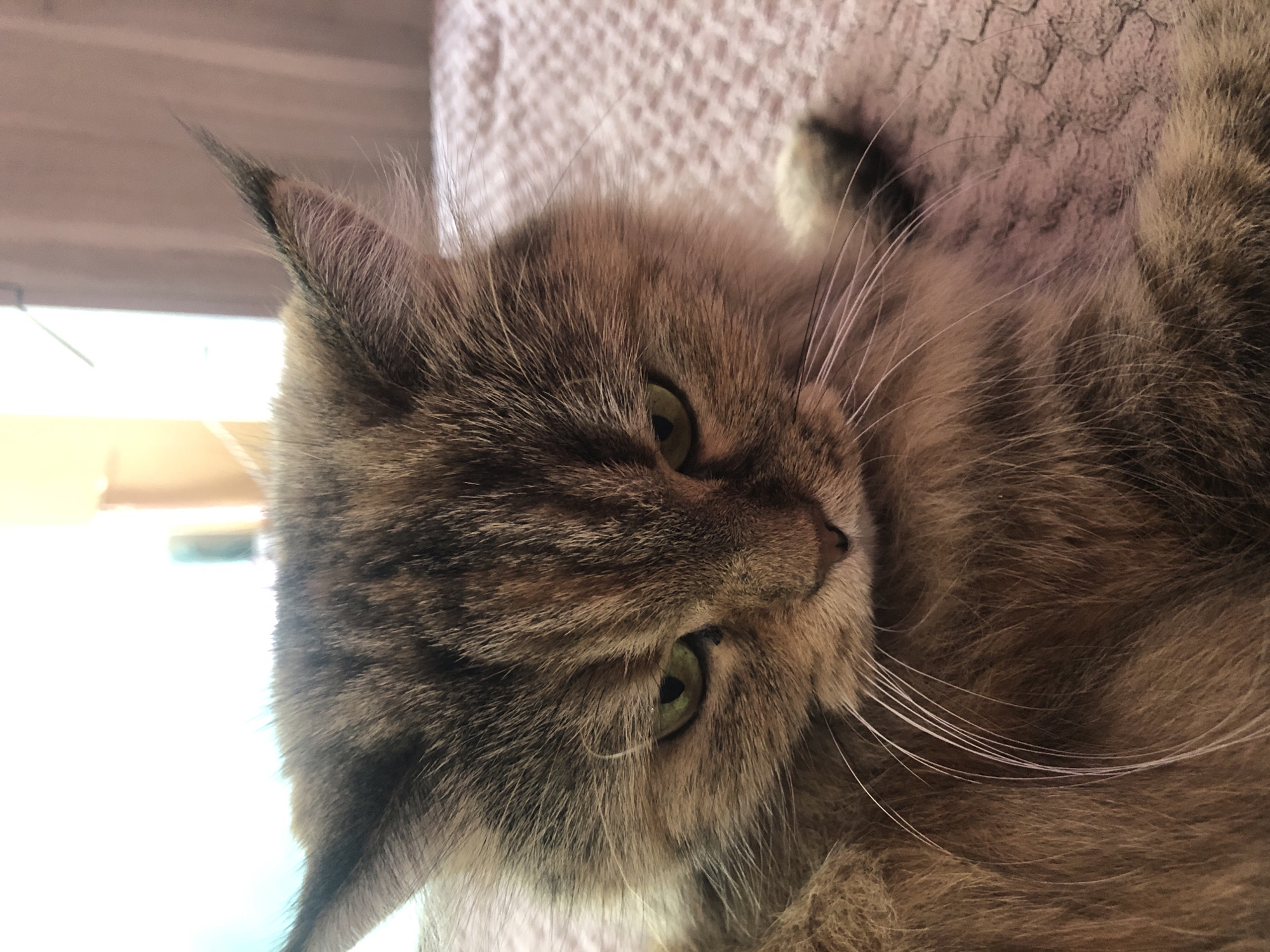 A close-up, medium shot captures a fluffy cat with tabby markings. The cat's head is angled downwards, with its green eyes partially closed and a stern expression. Its fur is a mix of brown, black, and tan. Long, white whiskers extend from its muzzle. The cat is lying on a textured, pink surface, possibly a blanket or bedspread. In the background, a blurred window and curtains suggest an indoor setting, with soft, natural light illuminating the scene. The location is Unknown, Unknown.