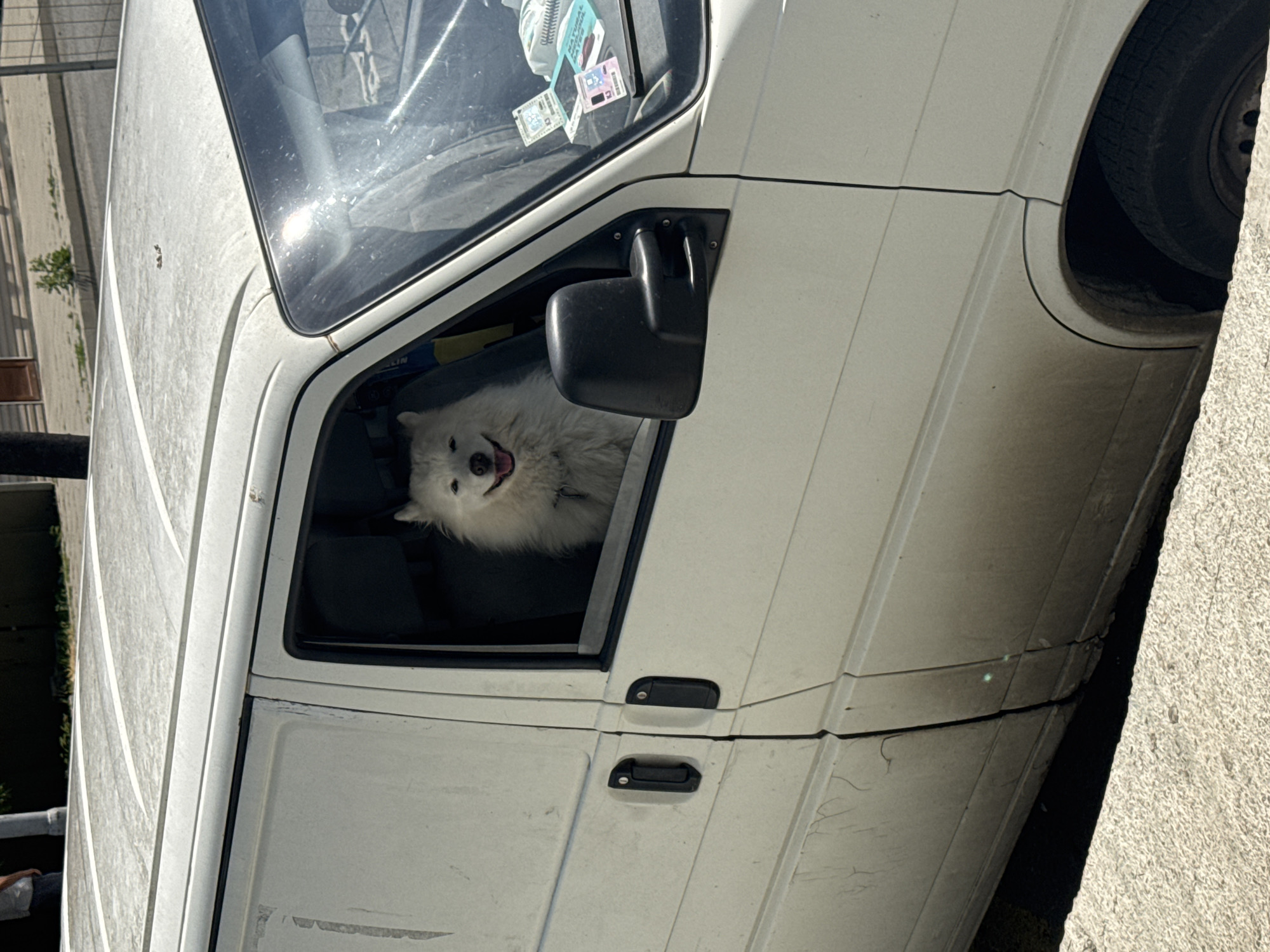 The image captures a cheerful white Samoyed dog looking out of the open driver's side window of a parked white van. The dog's fluffy white fur contrasts with the dark interior of the vehicle, and its mouth is open in what appears to be a happy or panting expression, with its pink tongue slightly visible.
The van, which appears to be a commercial model, is a dirty white color with visible signs of wear and tear, including dust and minor scuffs on its exterior panels. It is parked outdoors, likely on a street or in a parking lot in Burgas, Bulgaria, with a concrete curb and asphalt pavement visible to its right. The sunlight is bright, suggesting a clear, sunny day, with reflections visible on the van's windshield and the side mirror.
Inside the van, behind the windshield on the dashboard, several documents or cards are displayed. One blue card clearly shows the word "NATIONAL" in white text. To its right, a pink document or card is also visible, along with other smaller, less discernible items. The black side mirror is prominent on the driver's side door. The overall scene conveys a sense of a dog contentedly observing its surroundings from the vehicle.