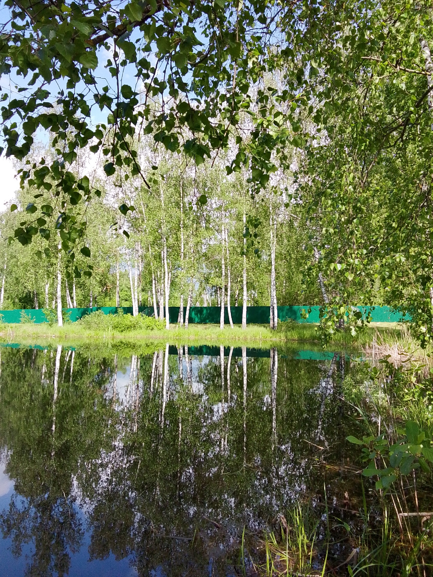 The image captures a tranquil scene near Снопок Новый, Russia, featuring a body of water reflecting a stand of birch trees. A green fence runs along the background between the trees and the water, adding a man-made element to the otherwise natural setting. Overhanging foliage frames the top of the image, providing depth and texture to the scene. The water's surface is mostly still, creating a clear mirror image of the trees and sky, with slight ripples near the edge obscuring the reflection in some areas. Foreground vegetation consists of grasses and bushes growing at the water's edge.