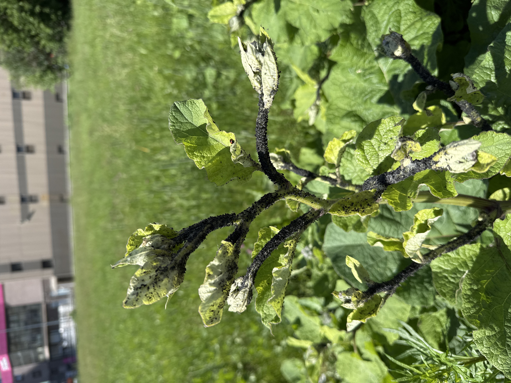 This media file shows a close-up of a plant with its branches covered in a large infestation of black aphids. The plant's leaves are green but appear somewhat wilted and discolored, particularly around the edges, likely due to the aphid infestation. Some leaves have a whitish residue, which could be honeydew excreted by the aphids or a sign of sooty mold growth. The aphids are concentrated on the stems and the undersides of the leaves, forming dense black masses.
In the background, out of focus, is a blurry green lawn and a building with a modern architectural style, possibly an office building or apartment complex, with visible windows. There is also a hint of trees. The lighting suggests it is daytime, with bright sunlight casting shadows. The overall impression is of an outdoor setting, likely a garden or park, experiencing a significant pest problem. No people are visible in the frame. The location context is Saint Petersburg, Russia, but no specific identifying landmarks are clearly visible. There is no visible text in the image.