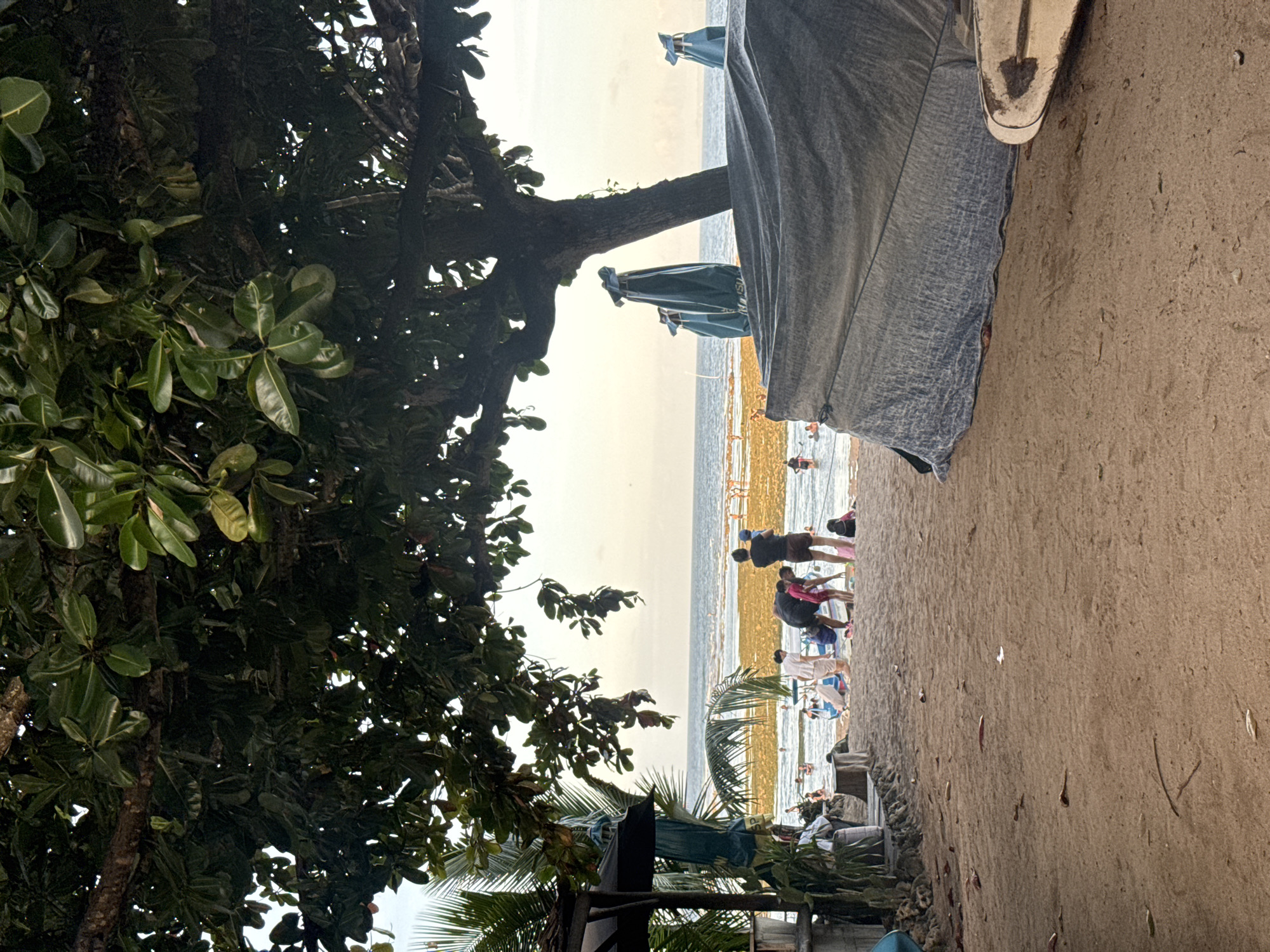 The image depicts a beach scene in Denpasar, Indonesia. The foreground is dominated by lush tropical foliage, including a large tree with dense green leaves and palm trees. The midground shows a sandy beach with several people. Some are standing and appear to be interacting with the water's edge, while others are further out in the ocean. The water is shallow and has a yellowish tinge, possibly due to seaweed or algae. Several beach umbrellas are visible, some partially obscured by a gray tarp-like structure. The background is a light-colored sky, indicating either early morning or late afternoon. The general environment suggests a typical tourist beach scene in a tropical location.