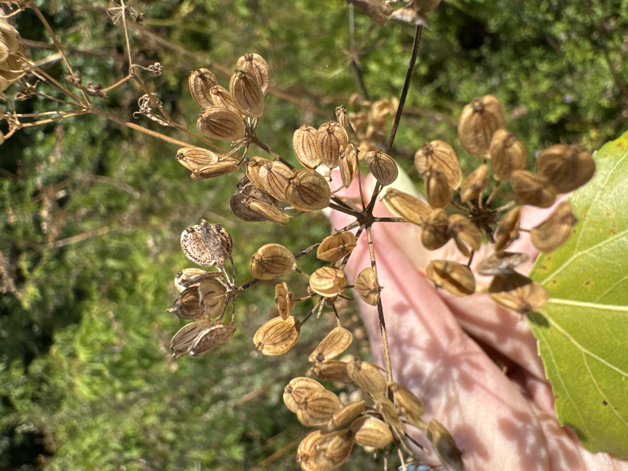 An outdoor, eye-level, close-up shot focuses on a cluster of dried seed pods hanging from a thin, brown stem. The seed pods are a light brown color and have a ribbed texture. They are arranged in small clusters along the stem, some open and some closed. A blurred pink hand is visible in the lower left corner, holding the stem. A bright green leaf is also visible in the lower left corner of the frame. The background is filled with blurred green foliage, suggesting a natural, possibly wild, environment. The lighting is bright and sunny, casting shadows from the seed pods onto the hand. The image does not contain information to identify its location in the city of Ufa, Russia.