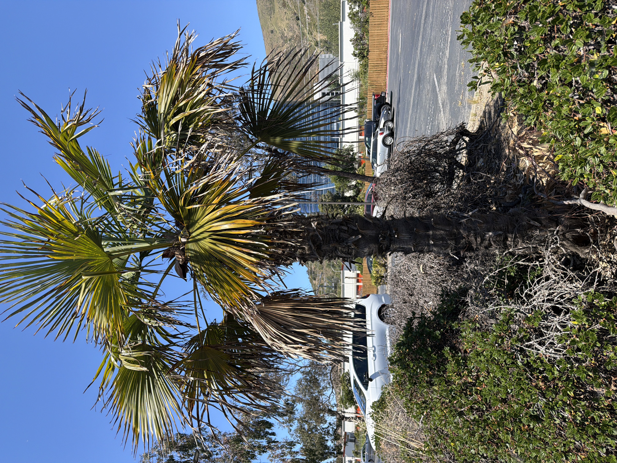 A vertical shot captures a palm tree in the foreground, its fronds reaching towards a clear blue sky. The fronds exhibit a mix of green and dried-out brown sections, suggesting a state of transition or aging. Behind the palm tree, a modern building with large windows reflects the surrounding environment. Adjacent to the building is a paved area, likely a parking lot, where several cars are parked, including a silver SUV and a white van. A low wooden fence separates the parking area from a patch of green bushes in the mid-ground. Further in the background, a hillside is visible, indicating a semi-urban or suburban setting. The lighting suggests it is daytime, with clear weather conditions. The scene appears to be in South San Francisco, USA.