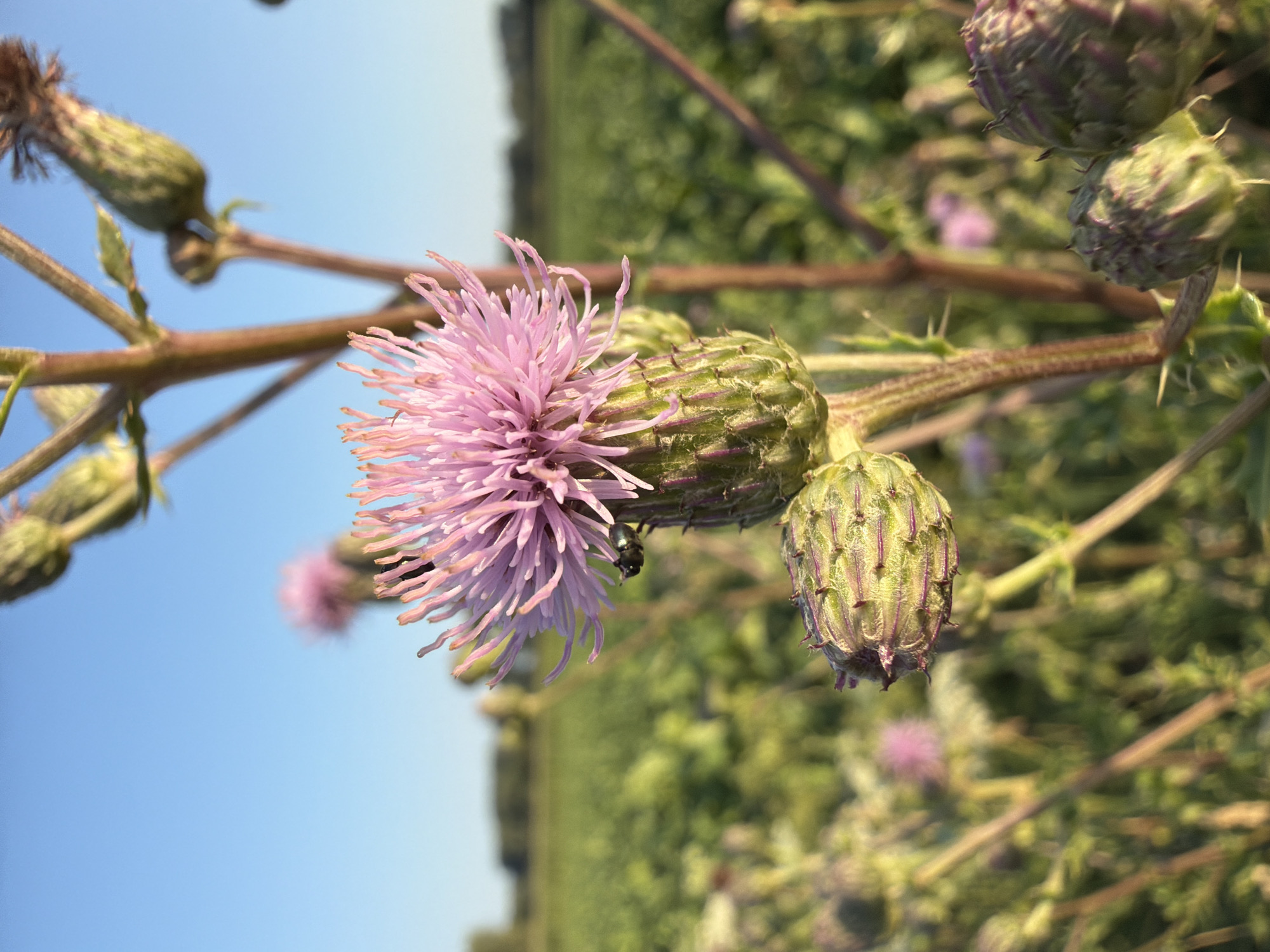 An outdoor close-up shot features a thistle plant against a blurred background of a field and a clear blue sky. The main subject is a partially bloomed thistle with delicate pink petals. Below the bloom, a small black beetle is visible on the thistle's green, spiky calyx. Another unopened thistle bud is situated below and to the left of the blooming one. The plant's stem is reddish-brown and spiky. In the distance, a green field stretches out, hinting at agricultural land. The lighting suggests it is late afternoon or early morning. The specific location in Melick, Netherlands is not determinable from the visual information alone, as it is a generic rural scene. There are no people or man-made structures immediately discernible.