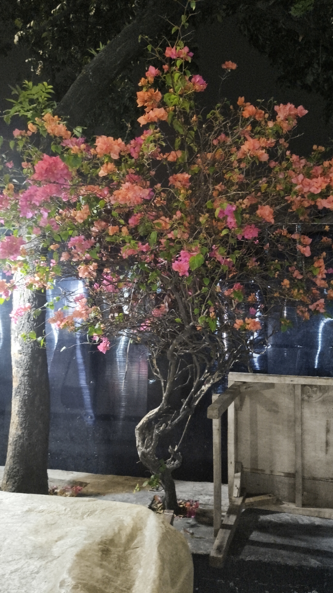 A tree with pink and orange flowers is in front of a black tarp. There is a large rock in the foreground and a wooden structure to the right of the tree. The scene appears to be outdoors in a city setting at night. The location is South Jakarta, Indonesia.