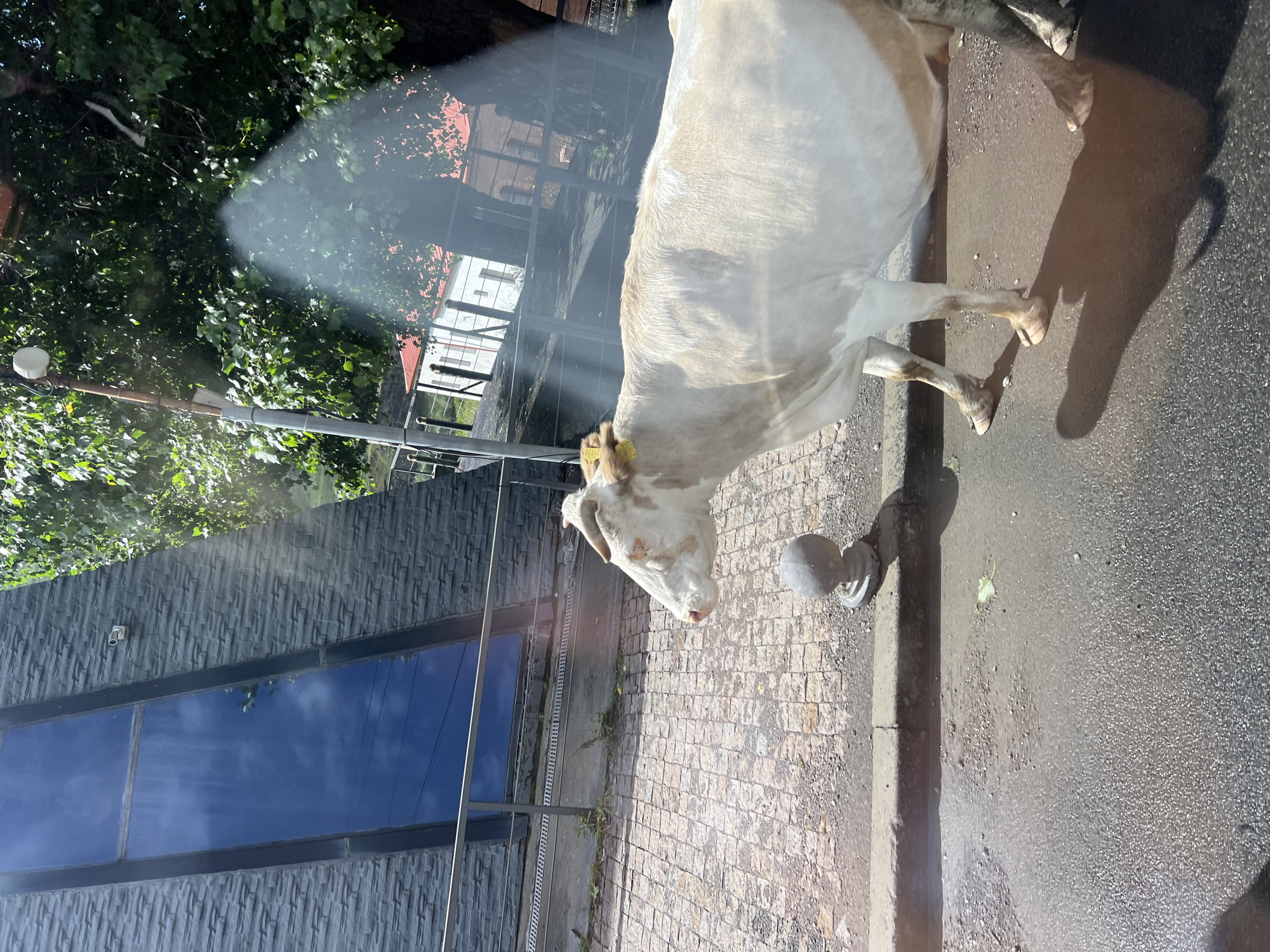 The image shows a white cow with light brown markings standing on a street in Stepantsminda, Georgia. The cow is facing left and has a yellow tag on its ear. The street is paved with cobblestones on the side where the cow is standing, and asphalt on the side where it is walking. There is a curb between the cobblestone and asphalt sections of the street. In the background, there is a modern building with a large, dark reflective window, and some trees. A metal railing runs in front of the building, and there is a street light pole near the cow. The scene is lit by sunlight, casting shadows on the ground.