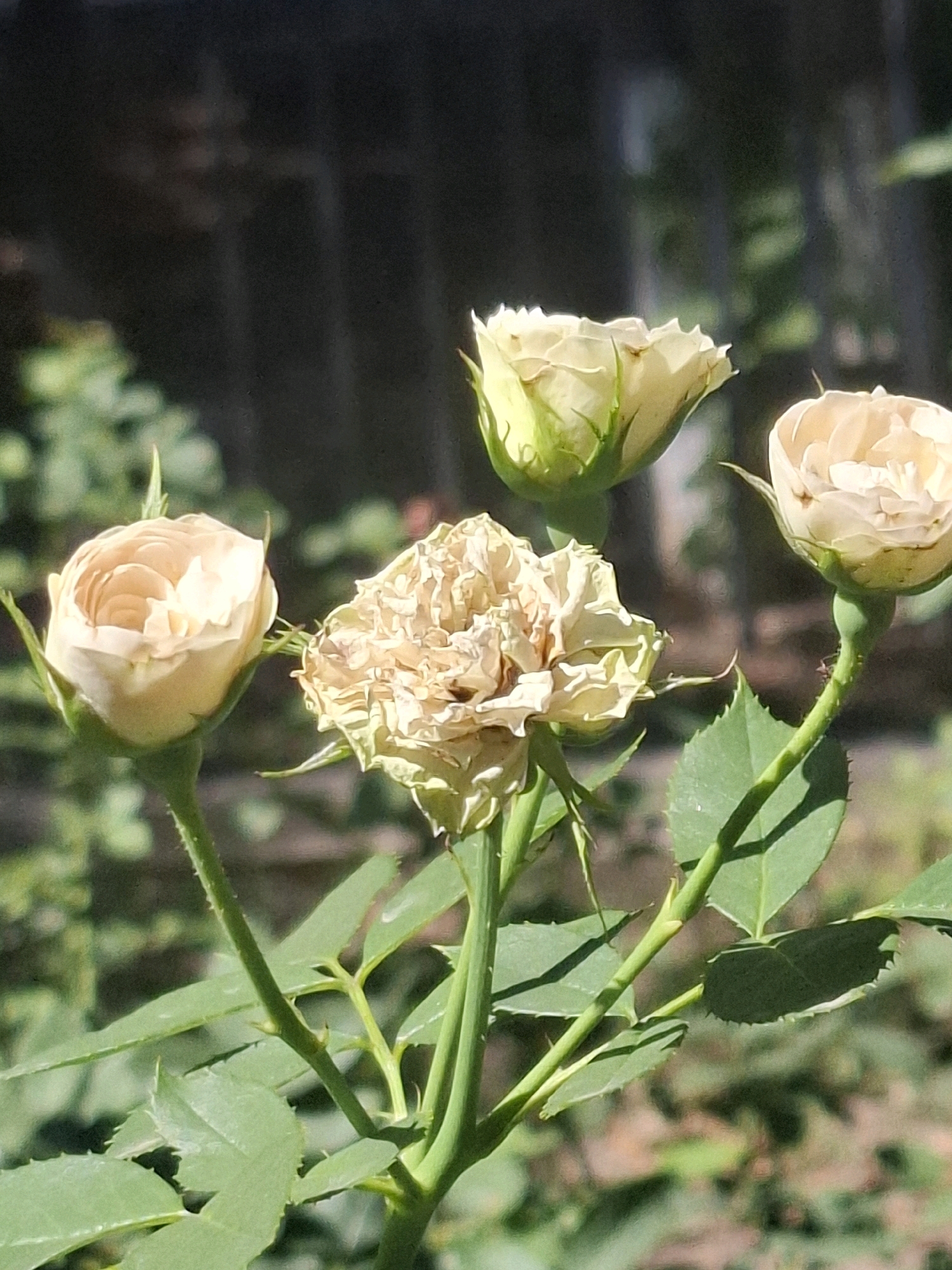 The image shows a close-up of four cream-colored roses on a stem, with a blurred dark background. One rose in the center is dried and wilted, while the other three appear to be budding or partially open. The roses have green stems and leaves. The scene is outdoors, likely in a garden or park, with dappled sunlight suggesting a daytime setting. The presence of a fence or structure is vaguely discernible in the blurred background. No people or animals are visible. The specific location in Almaty, Kazakhstan, cannot be determined from the visual information provided.