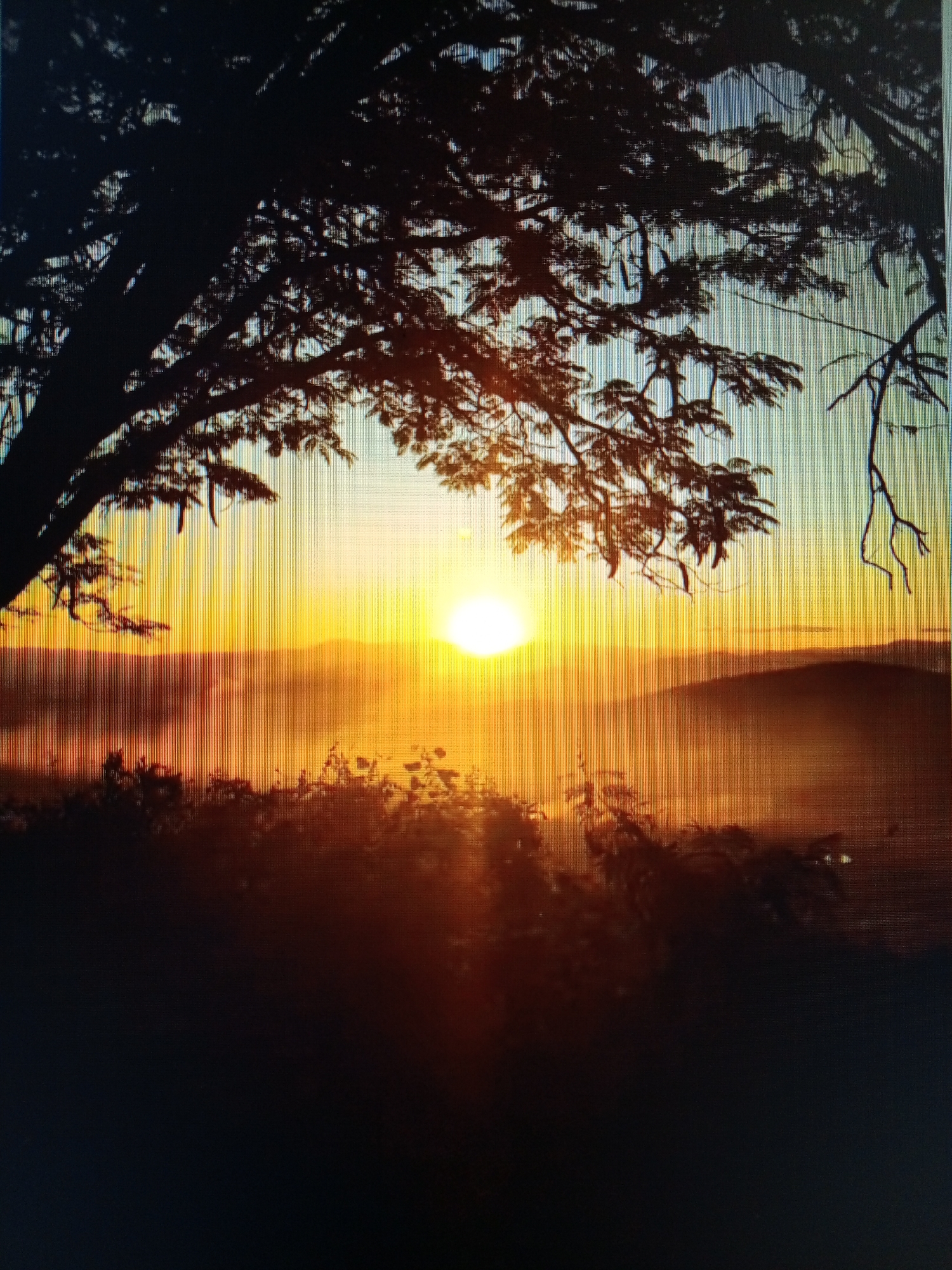 The image depicts a sunrise in Tinaquillo, Venezuela. The sun is centered in the frame, appearing as a bright orb above a hazy horizon with low mountains. The foreground features a dark silhouette of tree branches and leaves, partially obscuring the view. The light from the rising sun illuminates the fog and landscape, creating a warm glow. The lower portion of the image is mostly dark and indistinct, likely depicting the ground or lower vegetation.