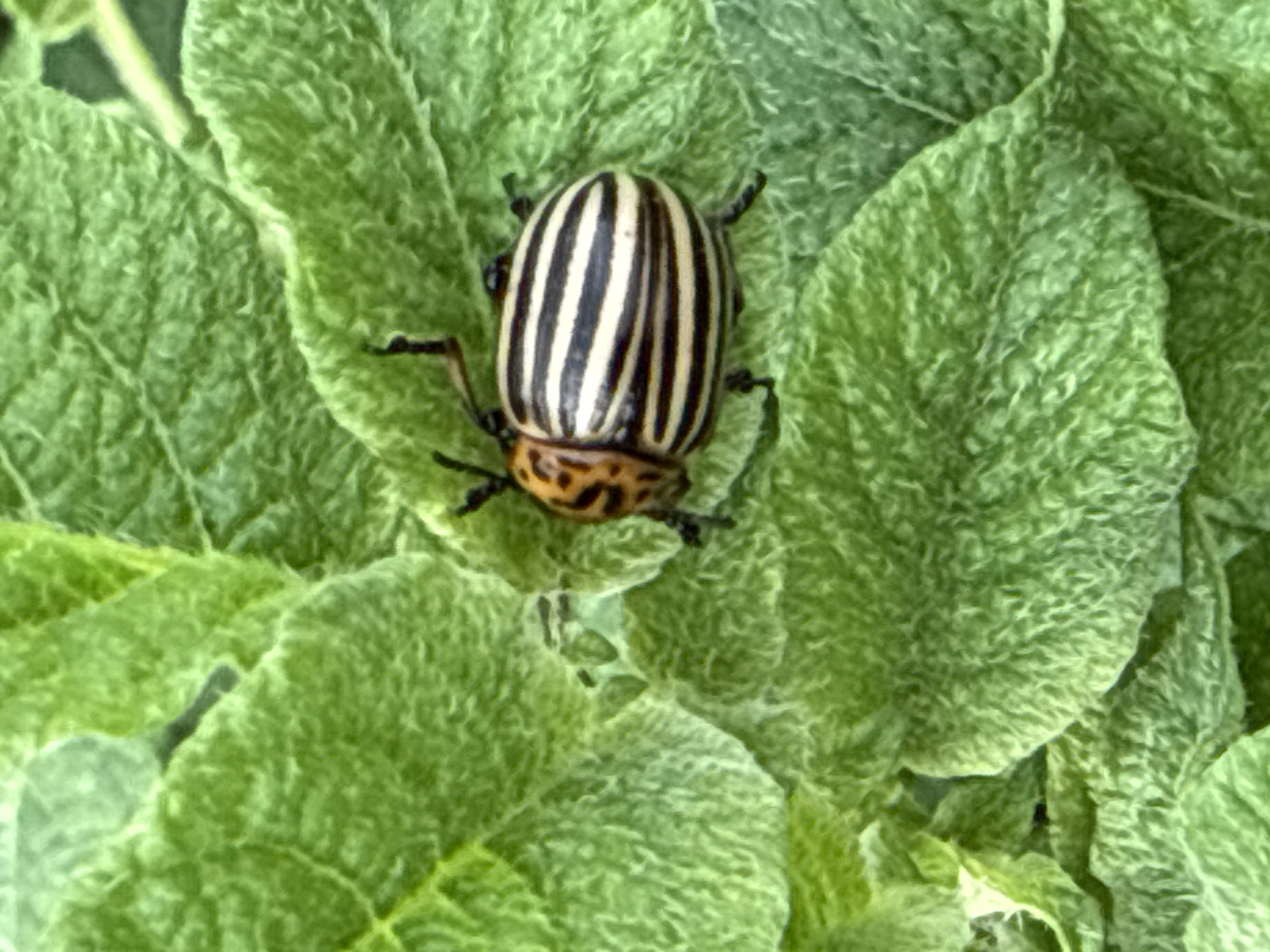 This is a close-up, top-down photograph of a Colorado potato beetle on a fuzzy green leaf. The beetle is the primary subject, positioned in the center of the frame. It has a distinctive pattern of ten black stripes running lengthwise down its oval, cream-colored body. The beetle's head and thorax are less visible, but its striped elytra (hardened forewings) are prominent. Its legs, also black, are partially visible extending outwards.
The leaf it rests on is a vibrant green with a soft, fuzzy texture, creating a mottled surface that fills the background. The texture of the leaf is highly detailed, showing fine hairs and veins. The lighting suggests it is daytime, with soft, natural light illuminating the scene, though no specific time of day or weather conditions can be definitively determined. The location context of Malmyzh, Russia, implies a natural outdoor setting, likely a garden or a field where potato plants would grow. No people, text, or specific events are depicted. The focus is entirely on the insect and its immediate environment.