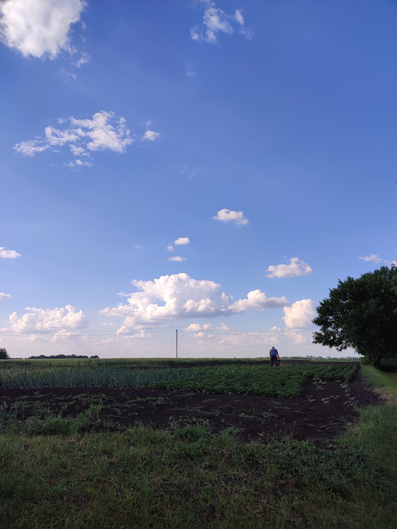 In Voskobiinyky, Ukraine, on a clear day with scattered white clouds against a bright blue sky, a lone individual is seen working in a tilled field. The field contains rows of green crops, likely vegetables, with dark soil visible between them. The person, wearing a blue shirt and dark pants, operates a small orange and black tiller. To the left of the tilled field are rows of taller green plants, possibly leeks or onions, and further in the distance, a line of trees and vegetation marks the horizon. A solitary utility pole stands in the middle ground. The foreground is dominated by tall, uncut green grass. A large, dark green tree stands prominently on the right side of the image, its branches extending towards the field.