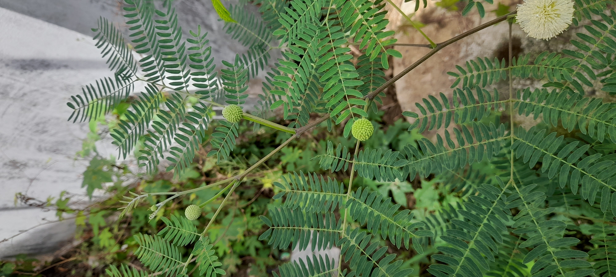 The image shows a close-up of a plant with green, feathery leaves and spherical flower heads, one white and several green, growing in Buketteukuh, Indonesia. The plant appears to be growing near a concrete surface. The background includes other vegetation. The lighting suggests it is daytime.