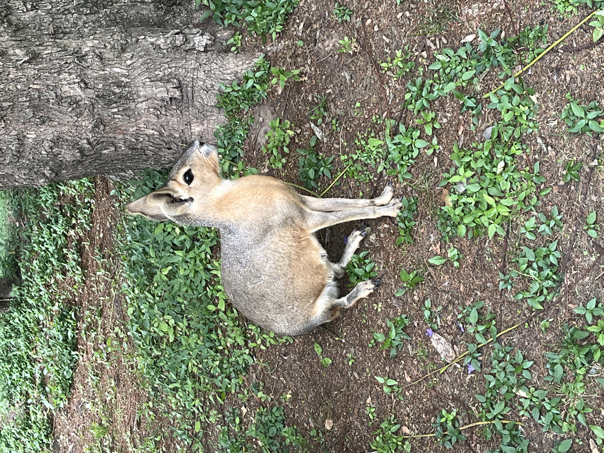 A Patagonian mara (Dolichotis patagonum) is observed in a naturalistic outdoor enclosure or park setting within Buenos Aires, Argentina. The animal is positioned on its hindquarters, with its front legs extended and its head turned slightly to the right, looking upwards. Its fur is tan to light brown dorsally, transitioning to a lighter cream color ventrally, featuring prominent upright ears and dark eyes. A large tree trunk with rough, textured bark is situated to the right of the mara. The ground consists of brown soil and mulch, densely covered with patches of vibrant green groundcover and small plants. Several thin, yellow plant stems are visible on the ground, along with a small piece of light-colored debris containing purple fragments in the lower-middle left. No people or additional subjects are present, and no interactions are depicted.