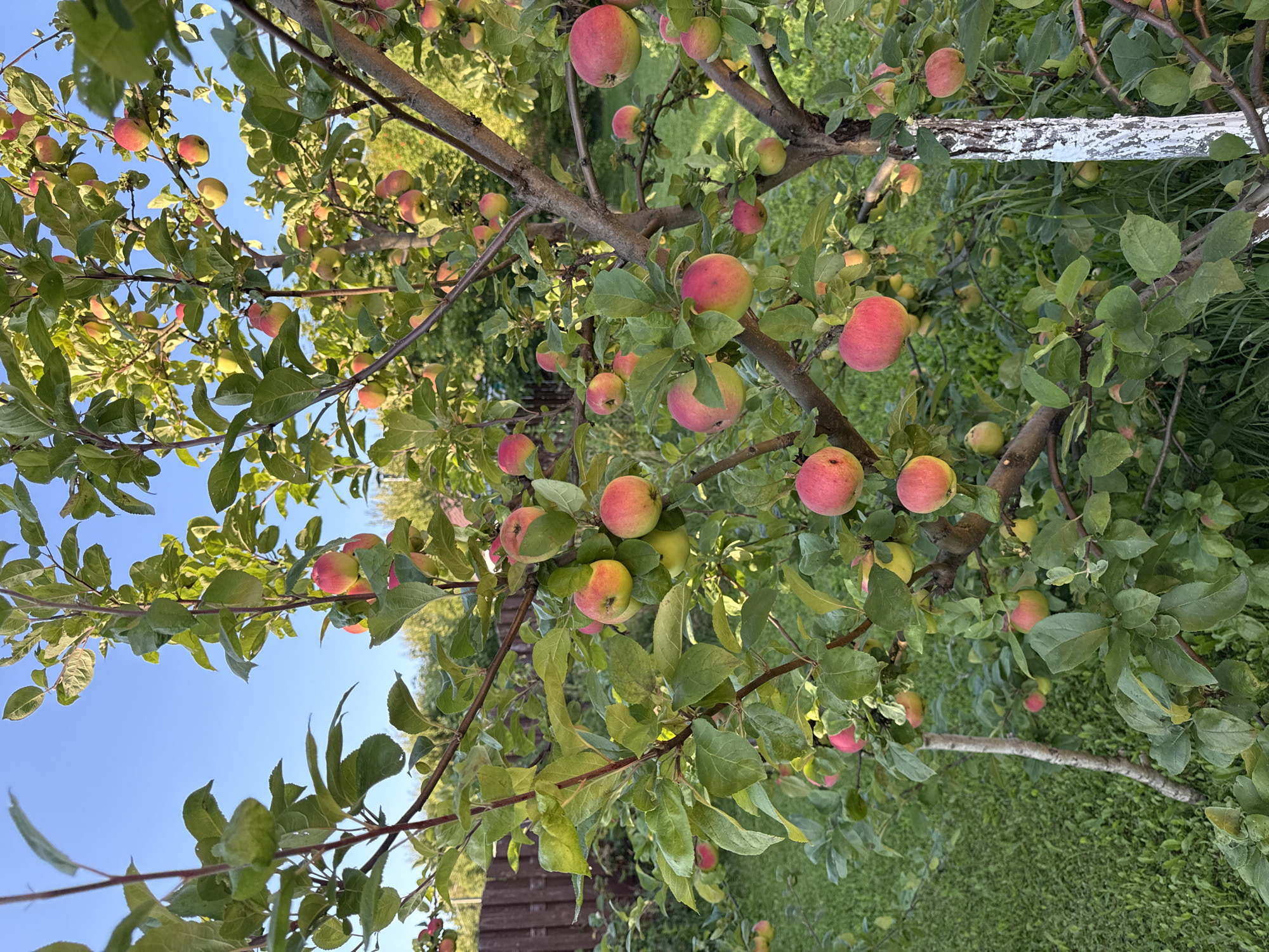 The image depicts an apple tree laden with ripe red and yellow apples. The tree is situated in an outdoor setting, with lush green grass visible on the ground. A wooden fence can be seen in the background, suggesting a residential or agricultural area. The sky above is a clear, bright blue. The overall scene conveys a sense of abundance and harvest. This scene is located in Russko-Vysotskoe, Russia.