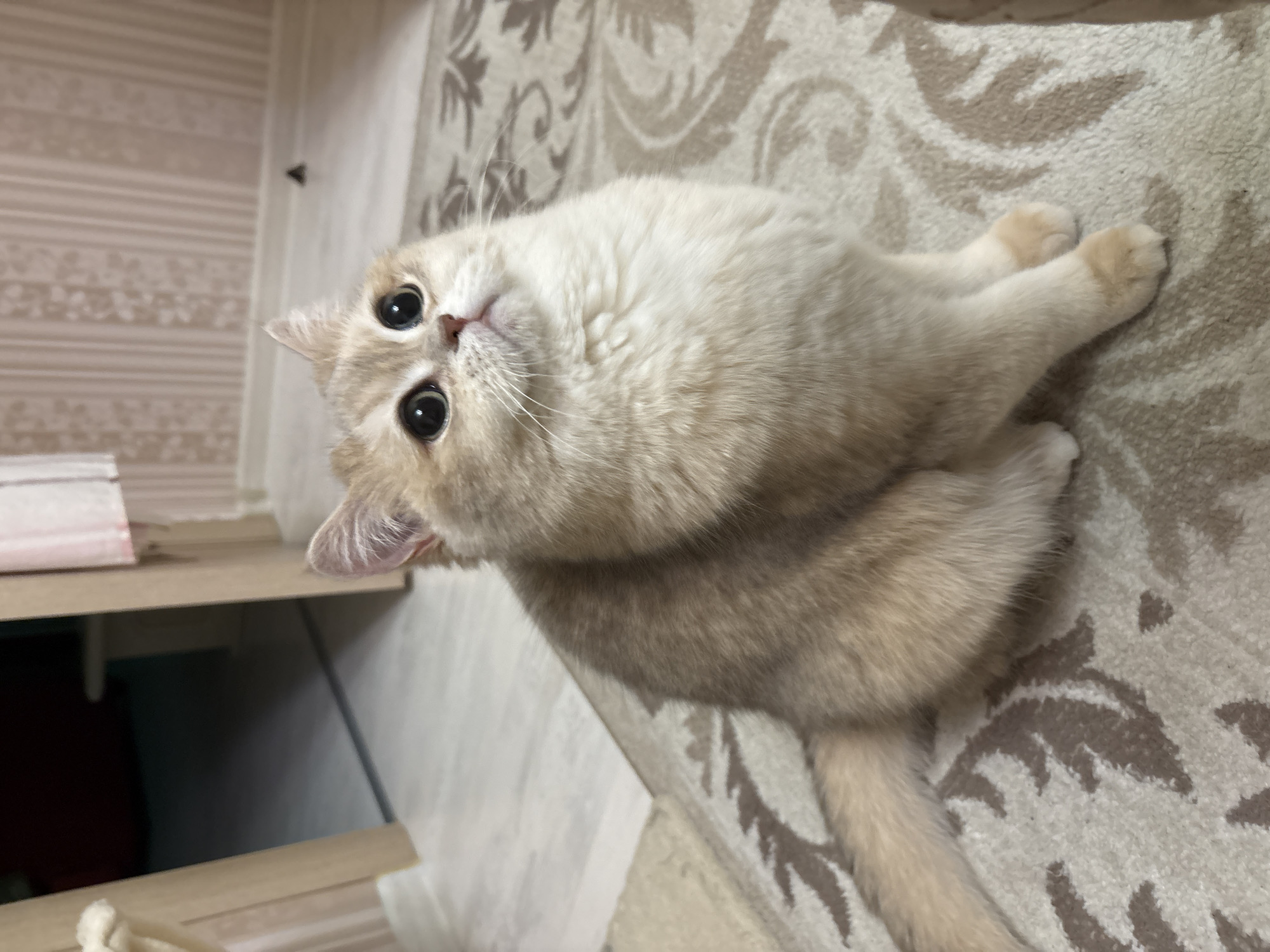 A light-colored cat with large, round, dark eyes is lying on a patterned rug. The rug has an ornate, repeating leaf or vine design in shades of beige and brown. To the left of the cat, there is a partial view of shelving with what appears to be striped wallpaper in the background. The scene is indoors. The cat appears to be looking up towards the camera. The location is Chaikovsky, Russia.