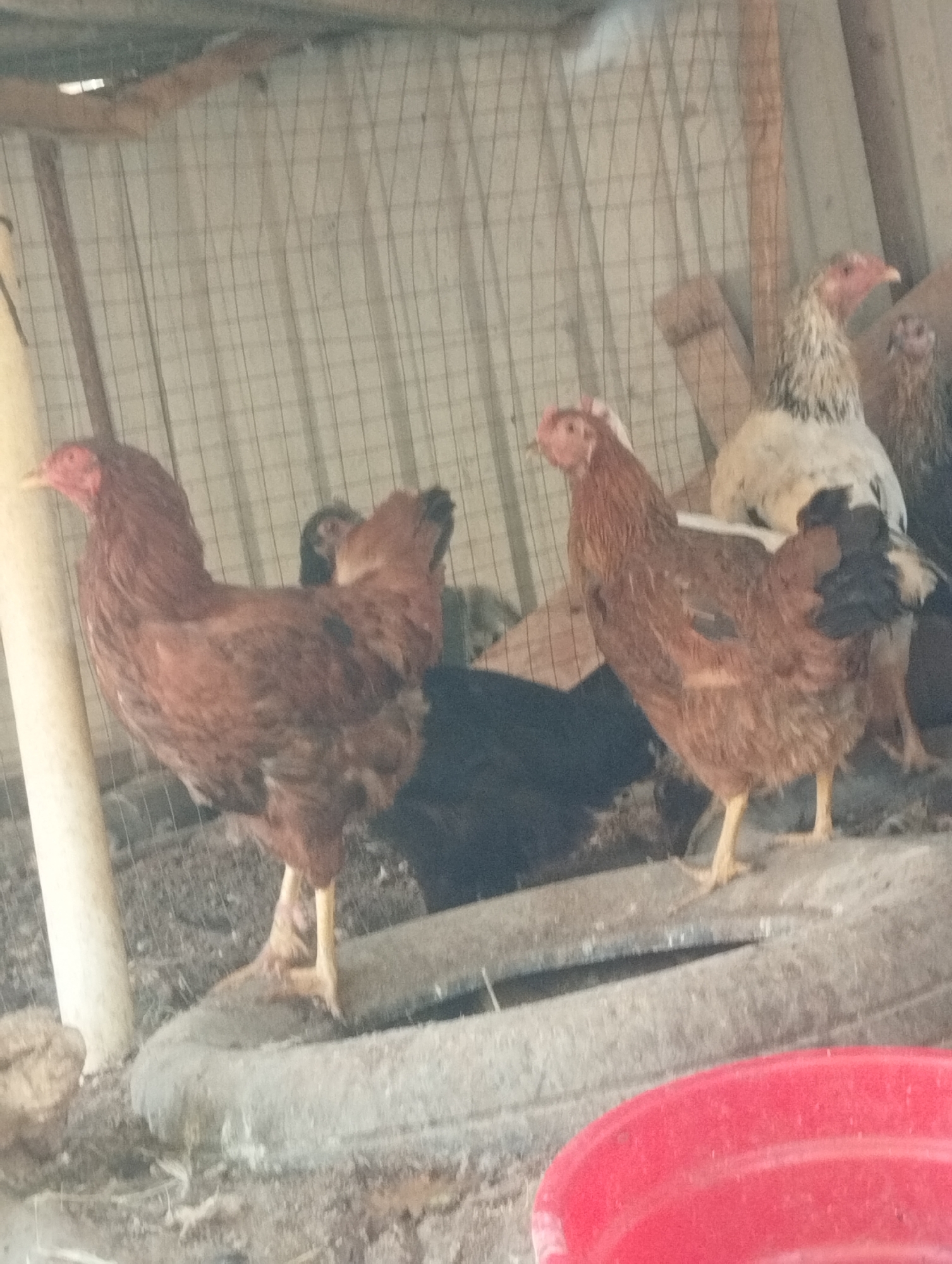 In a chicken coop in Qanlikul, Uzbekistan, a group of chickens are visible. Two brown chickens are in the foreground, standing on what appears to be old tires. One is on the left, facing left, with its body in profile. The other is to the right of the first, facing right, also in profile. Behind them, a white and tan chicken with a red comb is visible, facing right. Further back, another chicken with dark plumage is partially obscured. The coop has a wire mesh wall and wooden supports. The ground is dirt and debris. A red plastic container is in the lower right corner of the image.