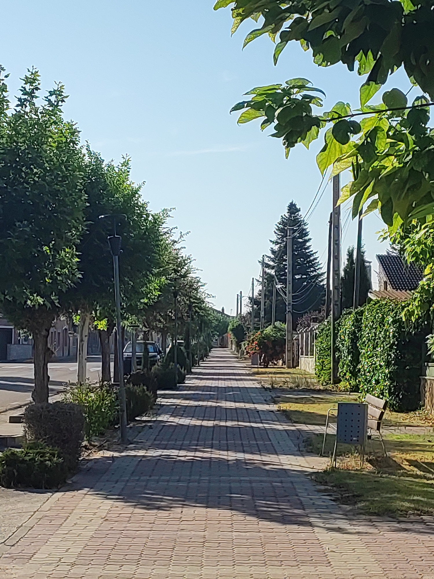 The image depicts a straight, paved sidewalk in Traspinedo, Spain, lined with trees on the left and houses and fences on the right. The sidewalk is made of reddish-brown pavers laid in a herringbone pattern. Sunlight casts shadows across the sidewalk from the trees and streetlights. On the left, a row of well-maintained trees with dense green foliage lines the sidewalk, separating it from a street with parked cars. Buildings with brick facades are visible behind the trees. On the right side of the sidewalk, a fence covered in dense green ivy runs along the property line of houses. A tall evergreen tree stands further down the street on this side, accompanied by several utility poles and overhead wires. A single park bench with a metal waste receptacle is situated on the grass to the right of the sidewalk. The sky is clear and blue. There are no people visible in the image.
