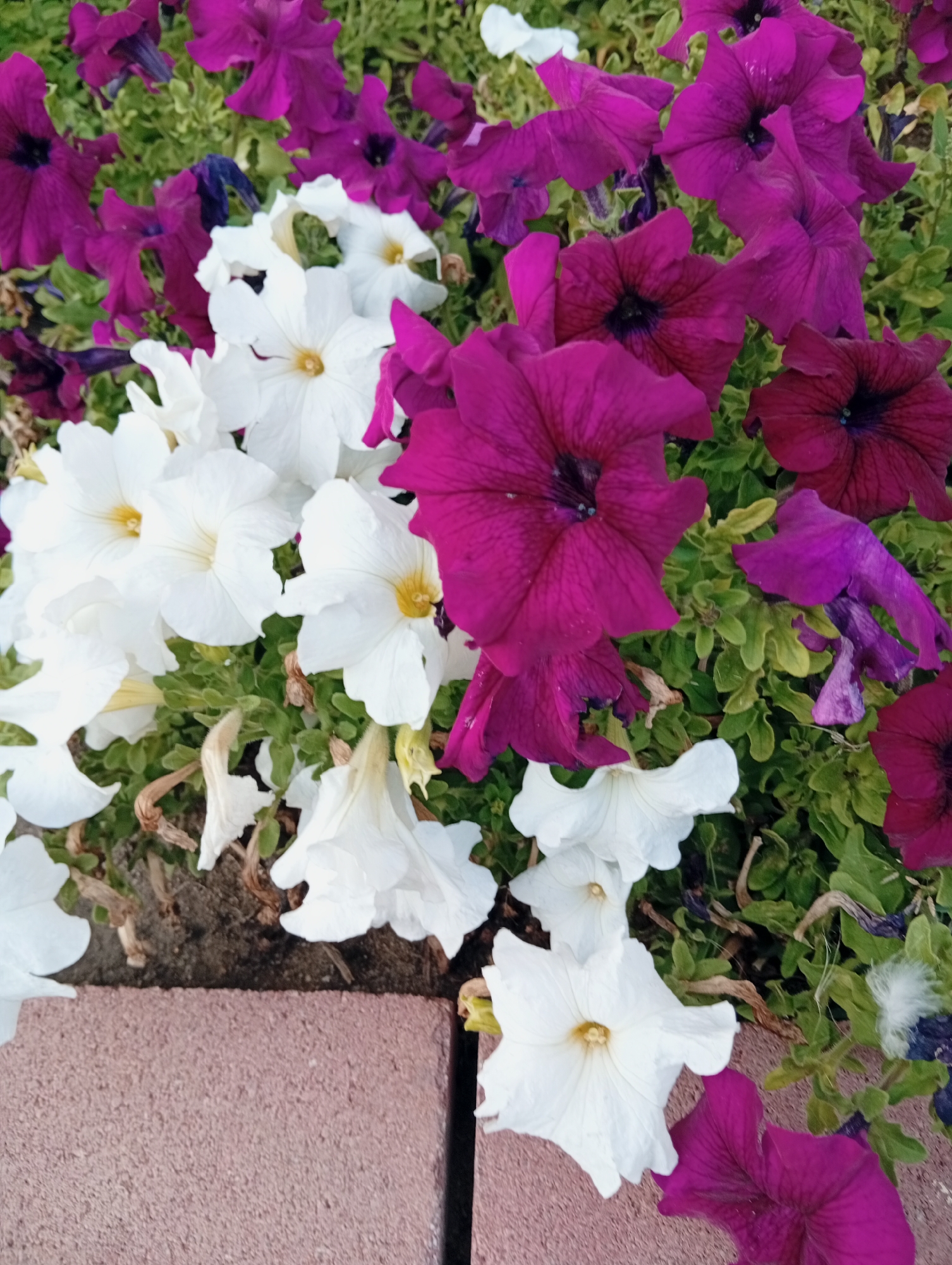The image shows a close-up, eye-level view of a flowerbed filled with a variety of petunias. The petunias are a mix of vibrant magenta and pure white. Some of the magenta flowers are deep and velvety, while others are a brighter fuchsia. The white petunias have delicate yellow centers. The flowers are clustered together, with green foliage and some dried brown stems interspersed. The lower part of the image reveals the edge of a light brown, textured surface, likely a brick pathway or border, with a glimpse of a darker, rougher surface beneath it, possibly soil. The overall impression is of a well-maintained garden bed, possibly in a public park or residential area. There are no people or animals visible in the image. The lighting suggests it is daytime, possibly overcast or in the shade, as there are no harsh shadows. The specific location in Kostanay, Kazakhstan, is not discernable from the visual information provided.