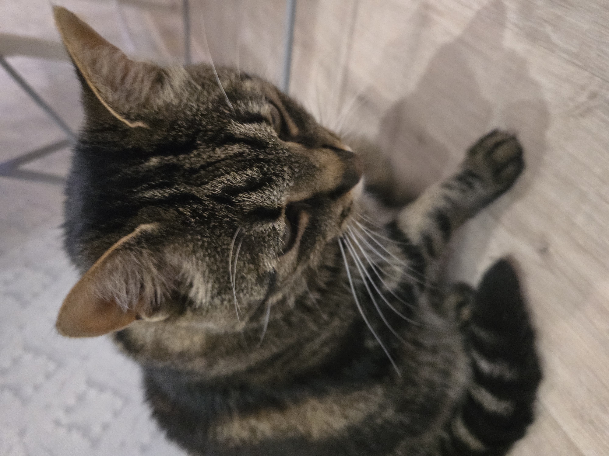 A tabby cat is the sole subject in this image, captured from a high angle. The cat is positioned on a light-colored wooden floor, with a light grey textured wall in the background. The cat's head is tilted downwards, obscuring its eyes, and its body is partially visible. The cat's fur exhibits a classic tabby pattern of dark stripes on a lighter brown and grey base. Its whiskers are prominent and white. The lighting suggests an indoor environment, possibly a home. No people or other animals are present in the frame. The overall impression is a candid shot of a domestic cat. The image is not geographically specific to Sofiivska Borshchahivka, Ukraine, and no elements within the photograph provide evidence to suggest this location.