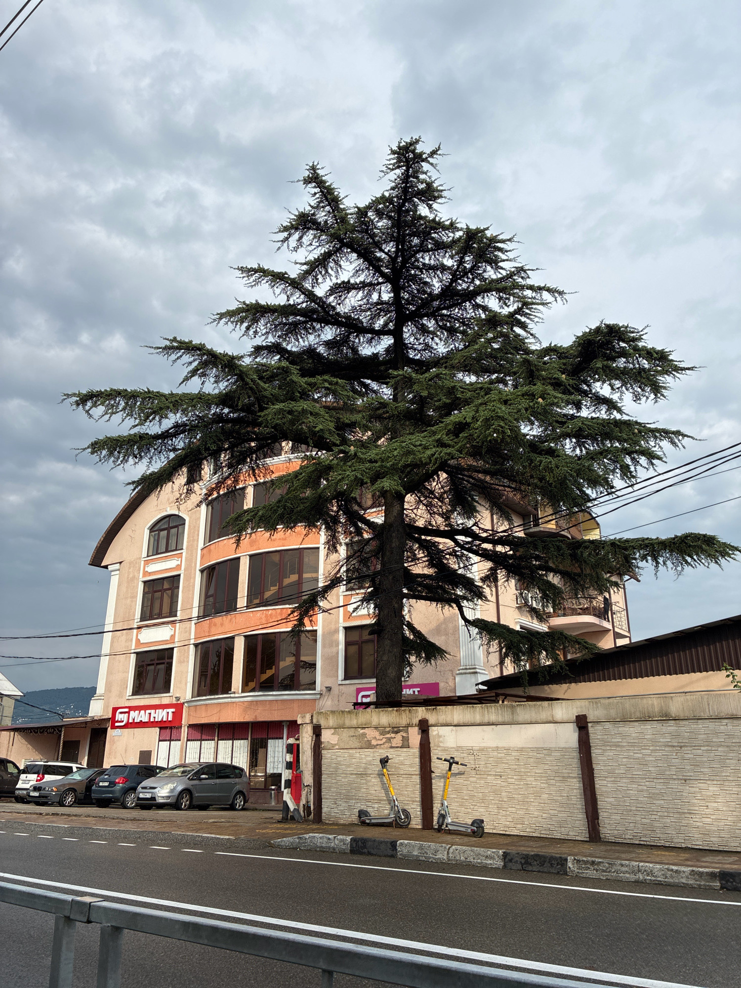 A large evergreen tree with dense foliage partially obscures a pale pink, multi-story building situated in Sochi, Russia. The building features arched windows on its upper floors and a row of shops on the ground floor, identified by a red "МАГНИТ" sign. In front of the building, several parked cars are visible. A light-colored brick wall with brown wooden posts runs along the sidewalk, where two electric scooters are parked. The sky above is overcast, with heavy gray clouds. The scene is captured from a street-level perspective, with a road in the foreground.