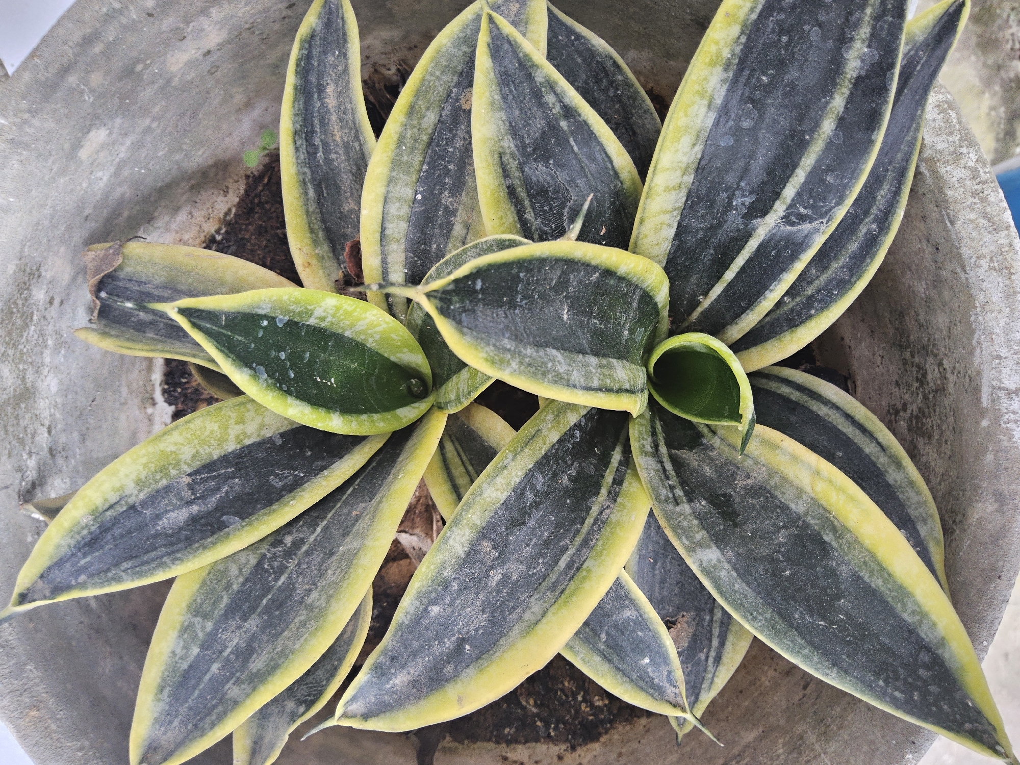 A top-down, eye-level shot captures a snake plant in a weathered concrete pot. The plant's broad, sword-shaped leaves, with their distinctive dark green centers and yellow edges, fan out from the center. The leaves appear dusty, with small white specks dotting their surfaces, suggesting they might need cleaning. A few water droplets glisten on some of the leaves. The pot itself shows signs of age, with a rough, gray texture and some dirt visible around the base of the plant. The background is out of focus, but hints of earthy brown soil and a faint blue object can be discerned. The scene is static, with no discernible action or interaction taking place. The overall impression is one of a common houseplant, possibly an indoor or patio plant, in an ordinary setting within Payagaboh, Indonesia, characterized by its natural elements and weathered materials.