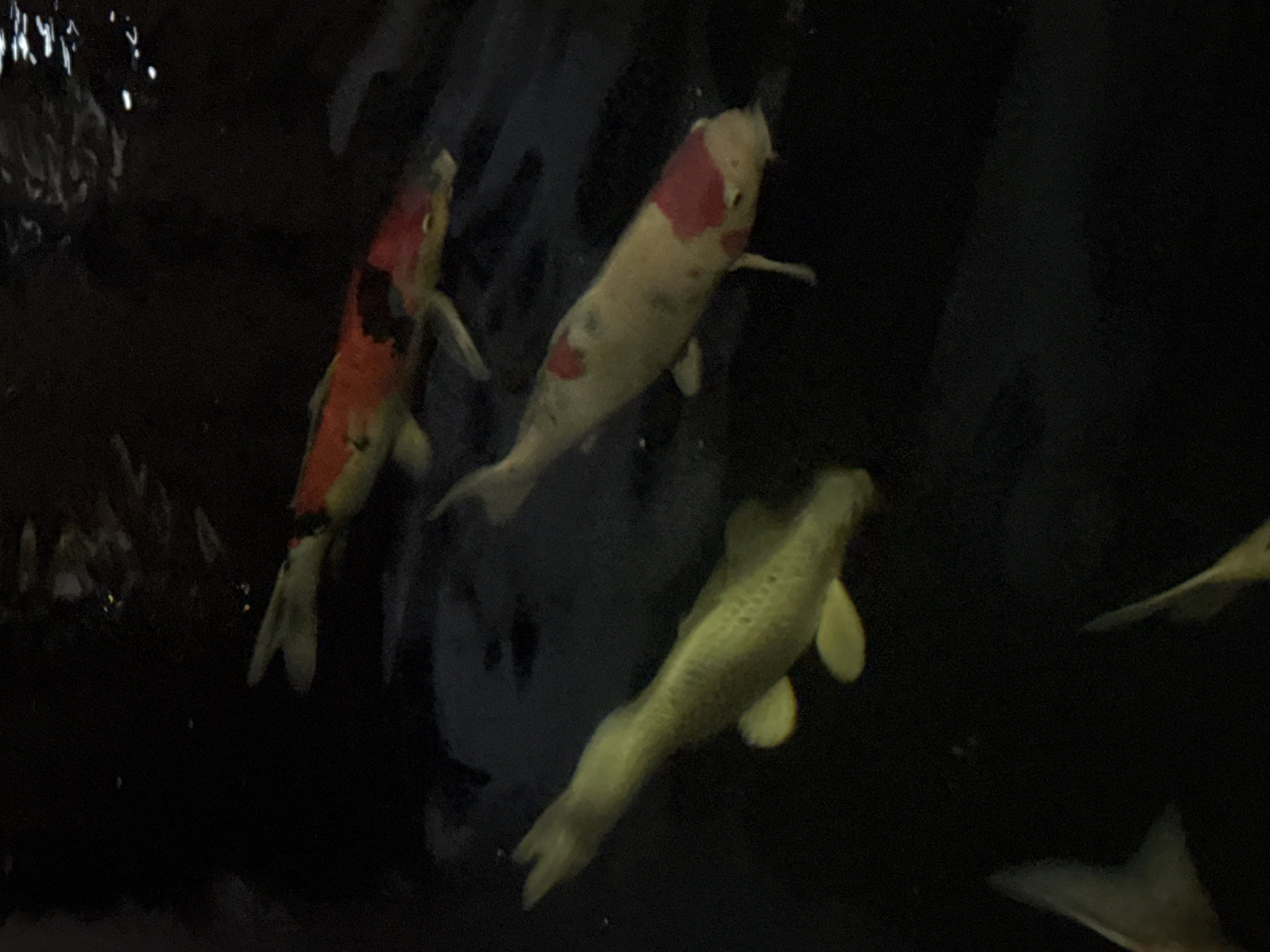The image shows three koi fish swimming in dark water. The fish are of various colors, including orange, white, and yellow. The water appears murky, and there are some reflections on the surface, suggesting it is an outdoor pond. The scene is likely a natural or man-made water feature, such as a pond or a garden pool. The location provided, "บ้านกาญจน์กนก 23, Thailand," suggests a residential or public area in Thailand. There are no people or other animals visible in the image. The lighting is dim, indicating it could be nighttime or a shaded area.
