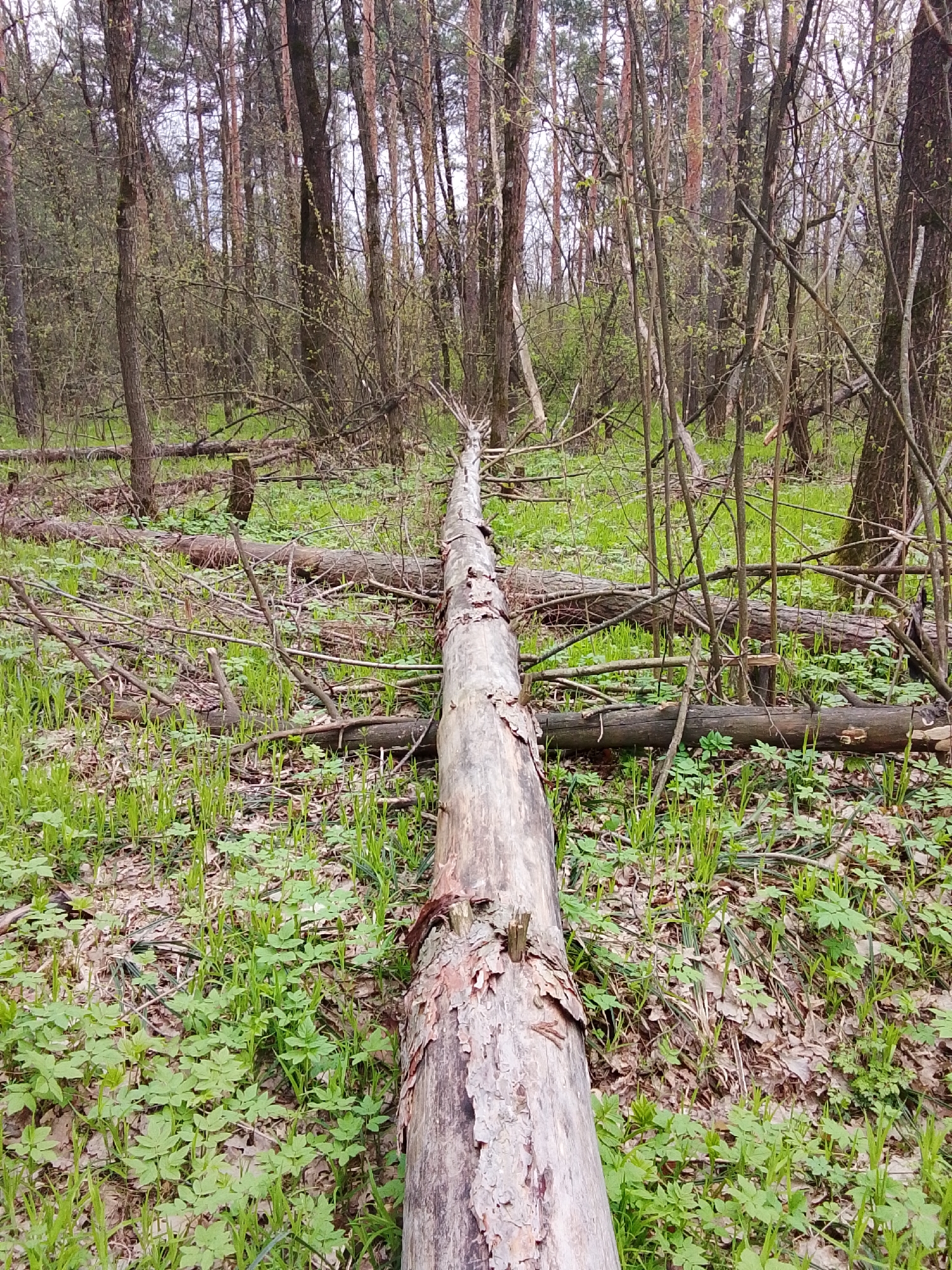 The image displays a quiet forest scene in Елец-Маланино, Russia, characterized by a prominent fallen tree trunk and dense undergrowth. A large, light-colored tree trunk, with peeling bark, lies horizontally across the center of the frame, extending from the immediate foreground into the depth of the forest.
The forest floor is carpeted with a vibrant mix of fresh, bright green undergrowth, including small leafy plants and new grass shoots, interspersed with patches of brown, dry fallen leaves from previous seasons. Numerous other fallen branches and smaller logs are scattered across the ground, creating a natural, somewhat unkempt appearance.
In the midground and background, a dense concentration of tall, slender tree trunks stands upright. Many of these appear to be deciduous trees, either still bare or just beginning to sprout small, light green buds and new leaves, indicative of early spring. A few darker-barked trees, possibly conifers, are also visible.
The lighting is soft and diffuse, suggesting an overcast or cloudy day, as there are no distinct shadows. No people or animals are visible, and no specific activity is taking place, portraying a serene and natural woodland environment. There is no visible text in the image.