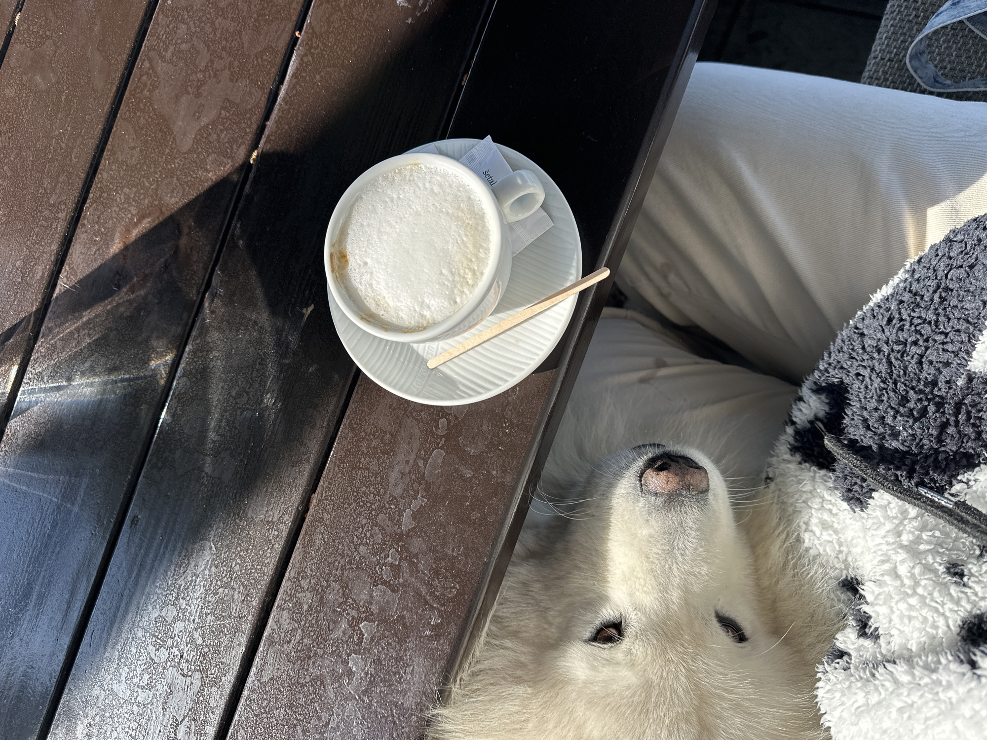 The image presents a peaceful outdoor scene in Šušanj, Montenegro, featuring a white dog, a cup of coffee, and part of a person. The setting is a bright, sunny day, evidenced by the strong shadows cast across a dark, worn wooden table or deck surface, which shows signs of use and some water residue.
A white ceramic cup filled with a frothy coffee, resembling a cappuccino or latte, is placed on a matching saucer. A small wooden stirring stick rests on the saucer, alongside a sugar packet where the word "šetal" is partially visible.
Below the table, a fluffy white dog, possibly a Samoyed, rests its head, looking upwards with soft, dark eyes and a moist black nose. The dog appears relaxed and content, nestled beside what seems to be a person's leg, clad in light-colored pants. A black and white patterned fleece blanket or cushion is also visible, providing a cozy resting spot for the dog. The overall impression is one of calm companionship during a sunny coffee break.