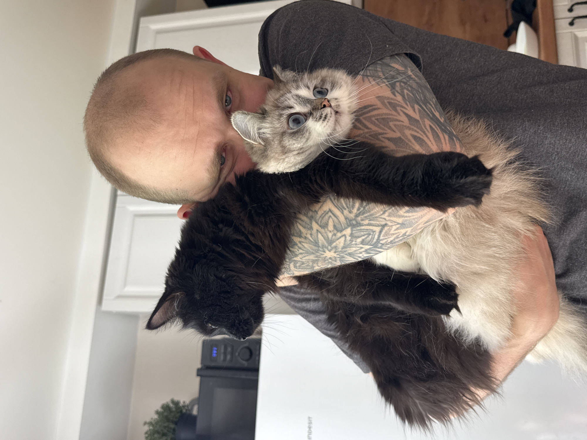 A bald man with tattoos on his arms is holding two cats. One cat is black, and the other is grey with blue eyes. The man is wearing a grey shirt. The location is not specified, and there is no information to determine that it is in the city of Rostov-on-Don, Russia. Behind the man is a white cabinet and a microwave.