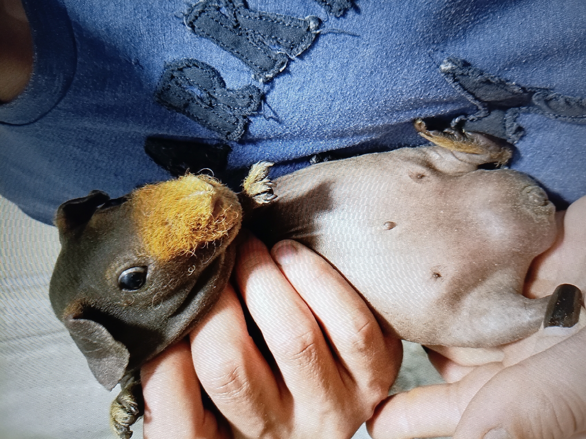 A close-up shot shows a person holding a hairless guinea pig. The guinea pig is dark brown on its head with orange fur around its snout and a pinkish body. The person's hands are visible, supporting the animal. The guinea pig is being held against a blue, denim-like fabric, possibly a shirt or jacket, which has some distressed or decorative patches. The background is a light gray, textured surface. The scene appears to be indoors, with no specific features indicating a location in Tiraspol, Moldova.