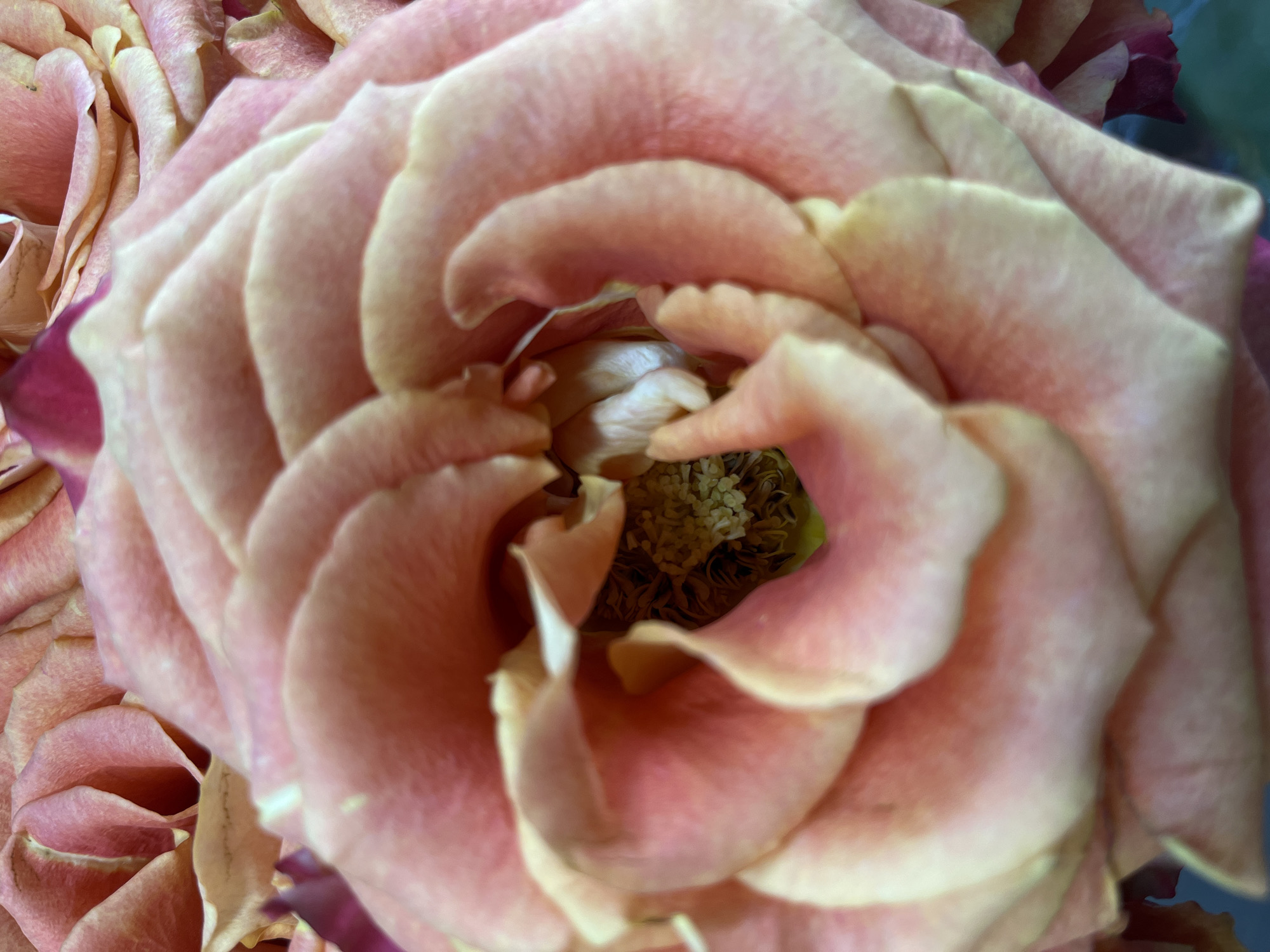 A close-up, macro shot of a peach-colored rose shows intricate petal layering, with the center of the rose appearing dark and textured. The lighting highlights the soft gradients of the petals, creating a sense of depth and volume. The background is softly blurred, with hints of more roses, suggesting a bouquet or a garden setting. The image does not depict any specific location in a city.