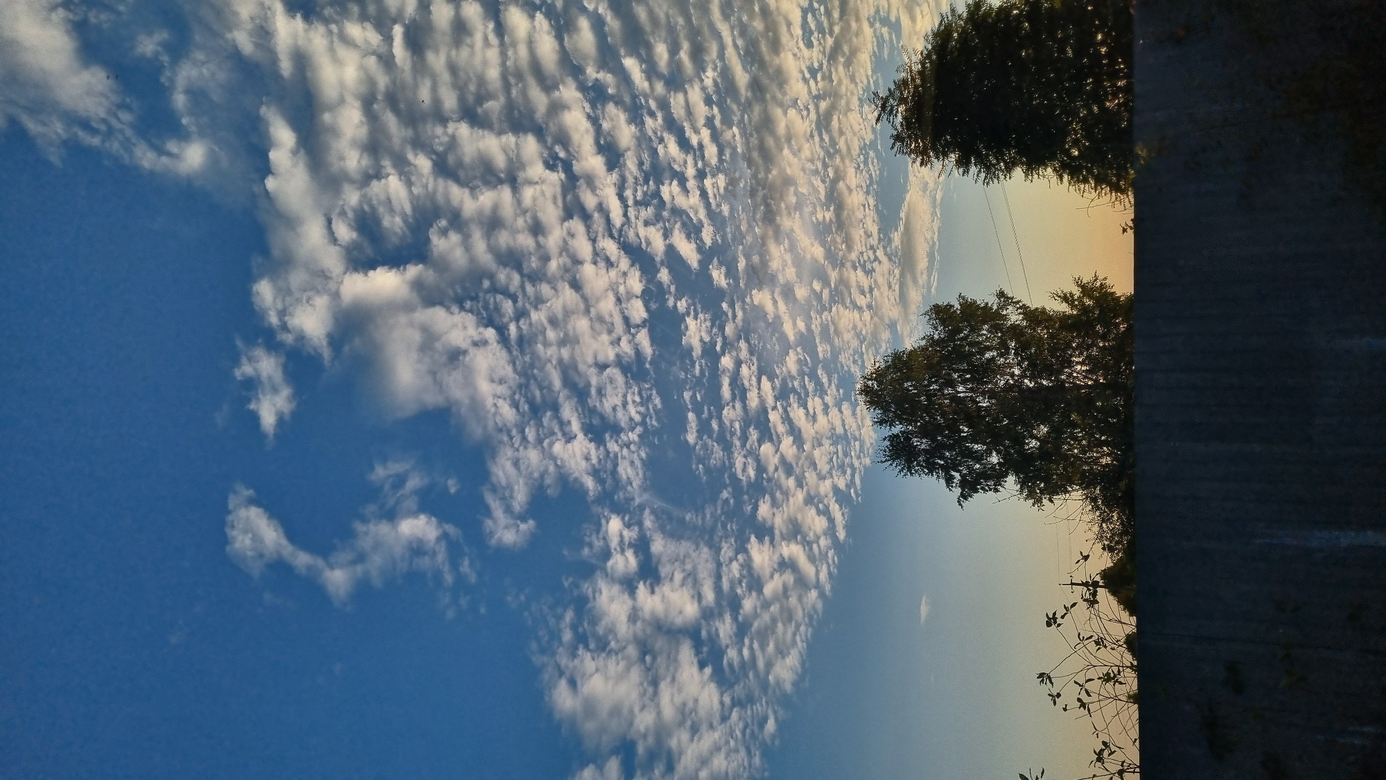 This is a vertical, eye-level shot of a clear sky with a picturesque, mottled cloud pattern over a dark, textured wall, likely in Vysokoe, Russia. The sky is a vibrant blue, transitioning to a softer orange-yellow near the horizon. The clouds are white and wispy, scattered across the upper half of the frame, creating a textured appearance. Two silhouetted trees stand tall against the horizon, one larger and bushier on the left, and a narrower, taller one on the right. To the left of the larger tree, thin, dark branches with small leaves protrude from behind the wall. The wall itself is dark gray, rough, and appears to be made of concrete or stone. The overall impression is one of a serene evening landscape.