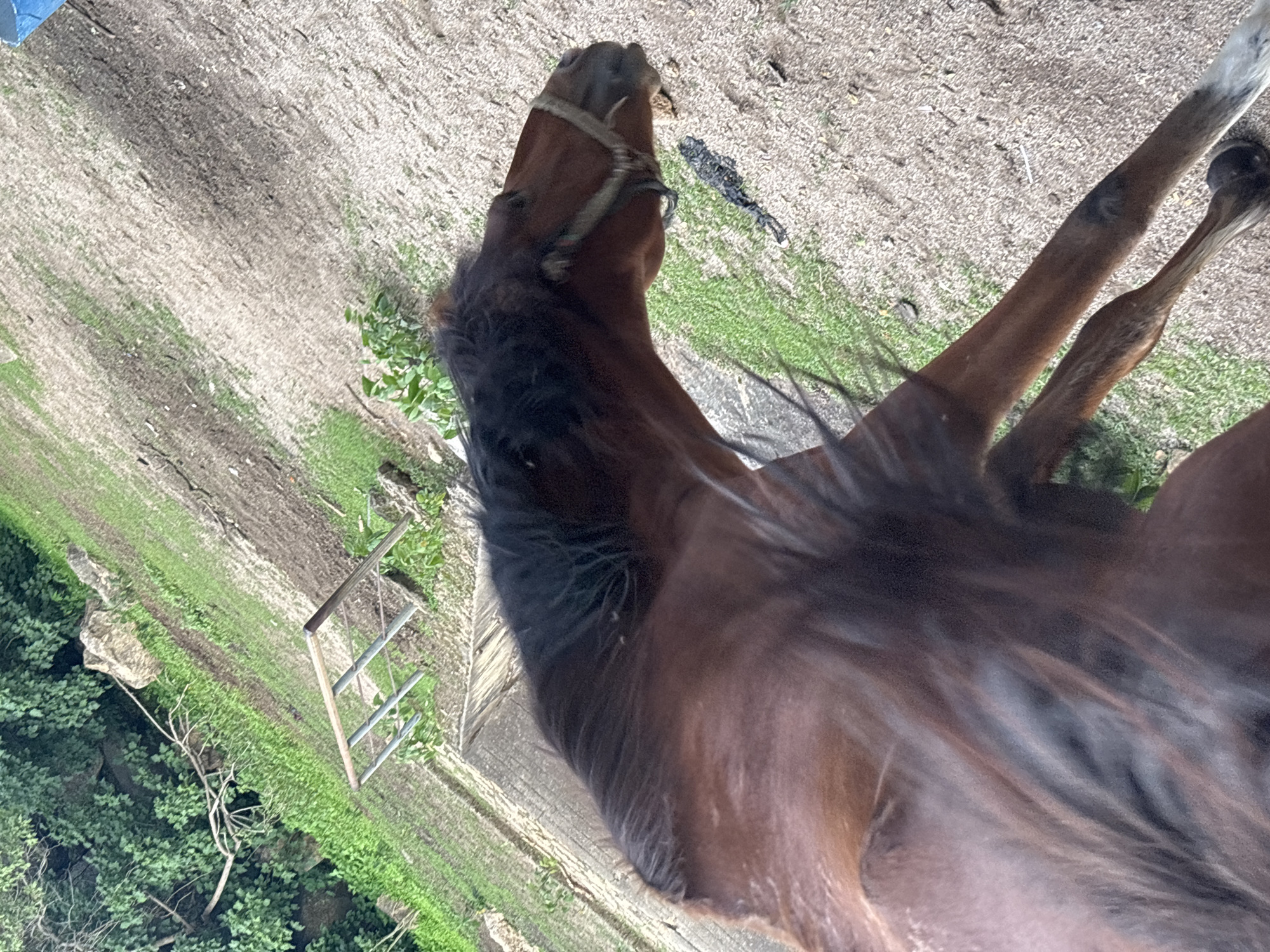 The image shows a brown horse from the neck down, wearing a halter. The horse is standing on a dirt and gravel path with patches of green grass. In the background, there is a wooden structure with metal bars and lush green foliage, including trees and rocks. The scene appears to be outdoors in a rural or semi-rural setting. The image is oriented vertically. There is no indication of the city of Jos, Nigeria.