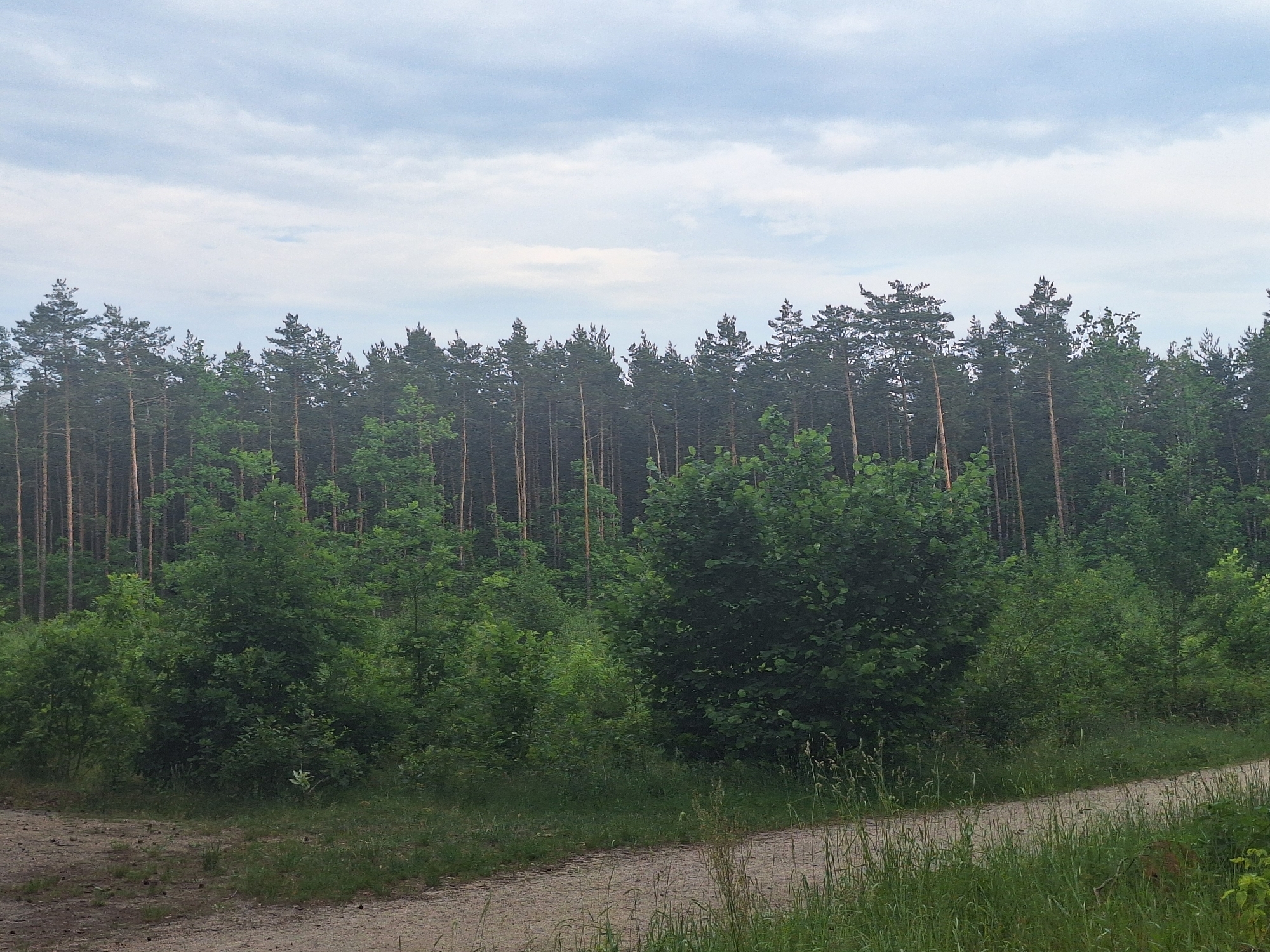 The image shows a path curving to the right through a grassy area with tall green grass and a few scattered pine cones. In the background, there is a dense forest of tall pine trees with a few deciduous trees interspersed. The sky is overcast with pale blue and white clouds. The scene appears to be a rural or semi-rural environment, possibly a park or a nature reserve. The overall impression is one of natural beauty and tranquility. The image is not explicitly identifiable as being in Gliniak, Poland, but it is consistent with natural landscapes found in such areas.