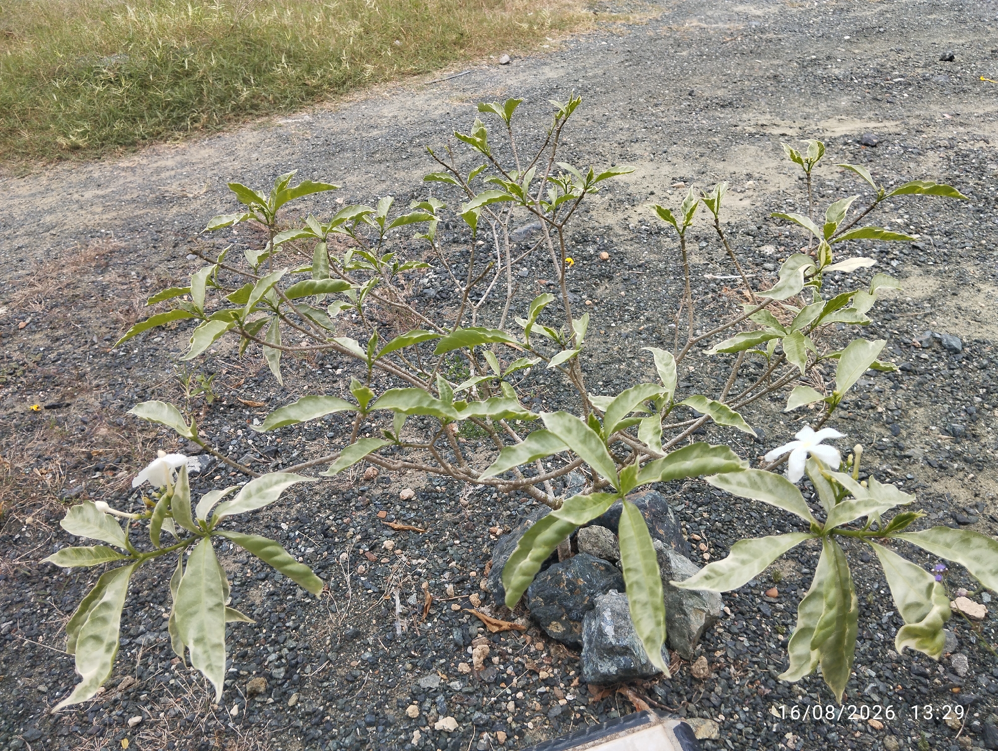 A medium shot, eye-level, full view of a small plant with pale green and white variegated leaves and two white flowers is positioned centrally in the frame, growing out of a bed of dark grey gravel and small rocks. The plant's branches are thin and brown, reaching upwards and outwards. Several of its leaves appear wilted or dry. The gravel path extends diagonally across the upper left portion of the image, bordered by dry, yellowish-green grass on the left. The background is out of focus, showing more gravel and vegetation. In the lower right corner, a timestamp reads "16/08/2026 13:29". The scene is outdoors on a clear day.