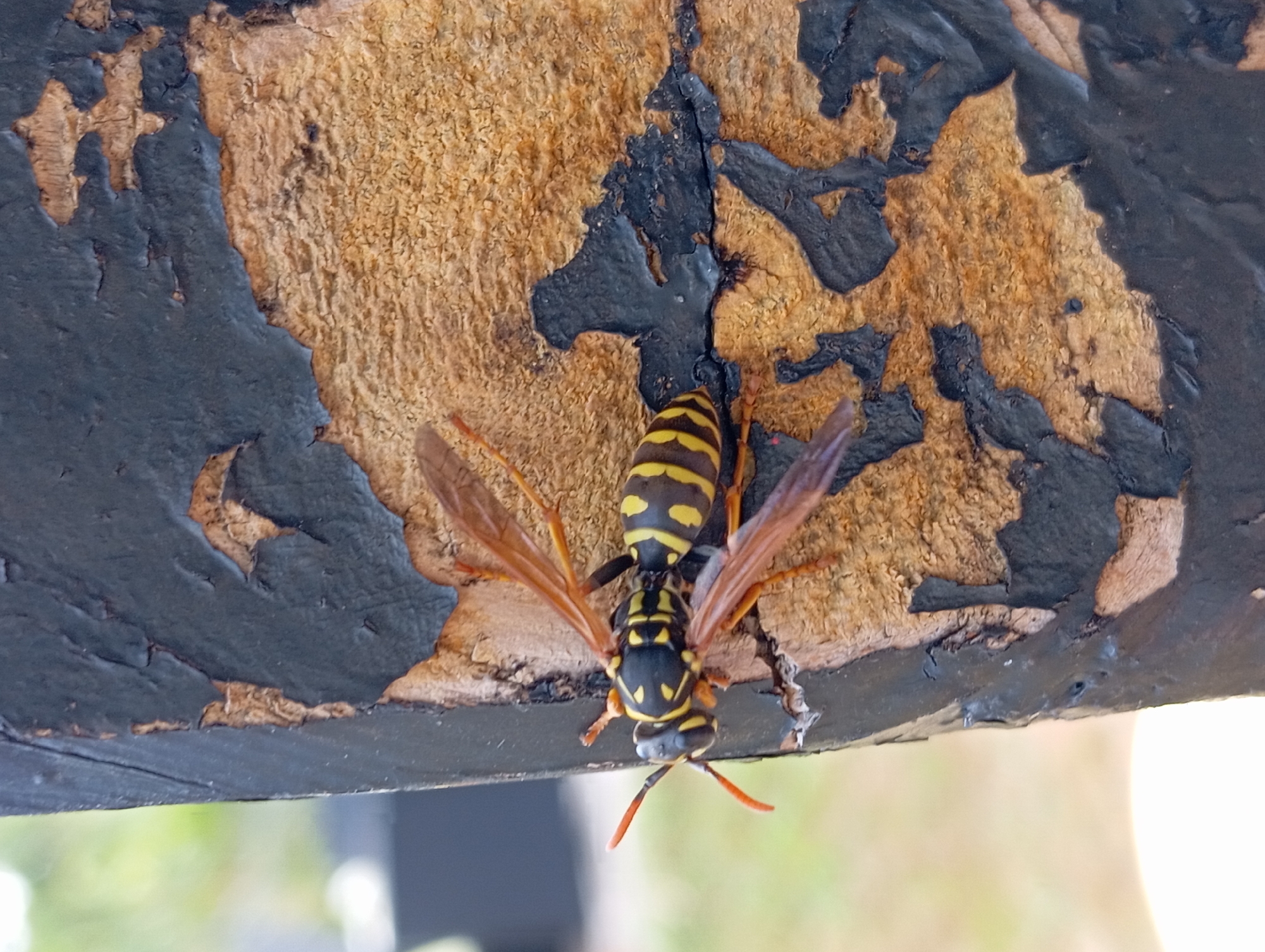 An adult yellowjacket wasp with black markings on its body and wings is clinging to a wooden surface. The wood appears weathered and has flakes of black paint peeling off. The background is out of focus, showing green foliage and possibly some structures. The scene is captured in close-up, highlighting the wasp and the texture of the wood. The location is not specified in the image.