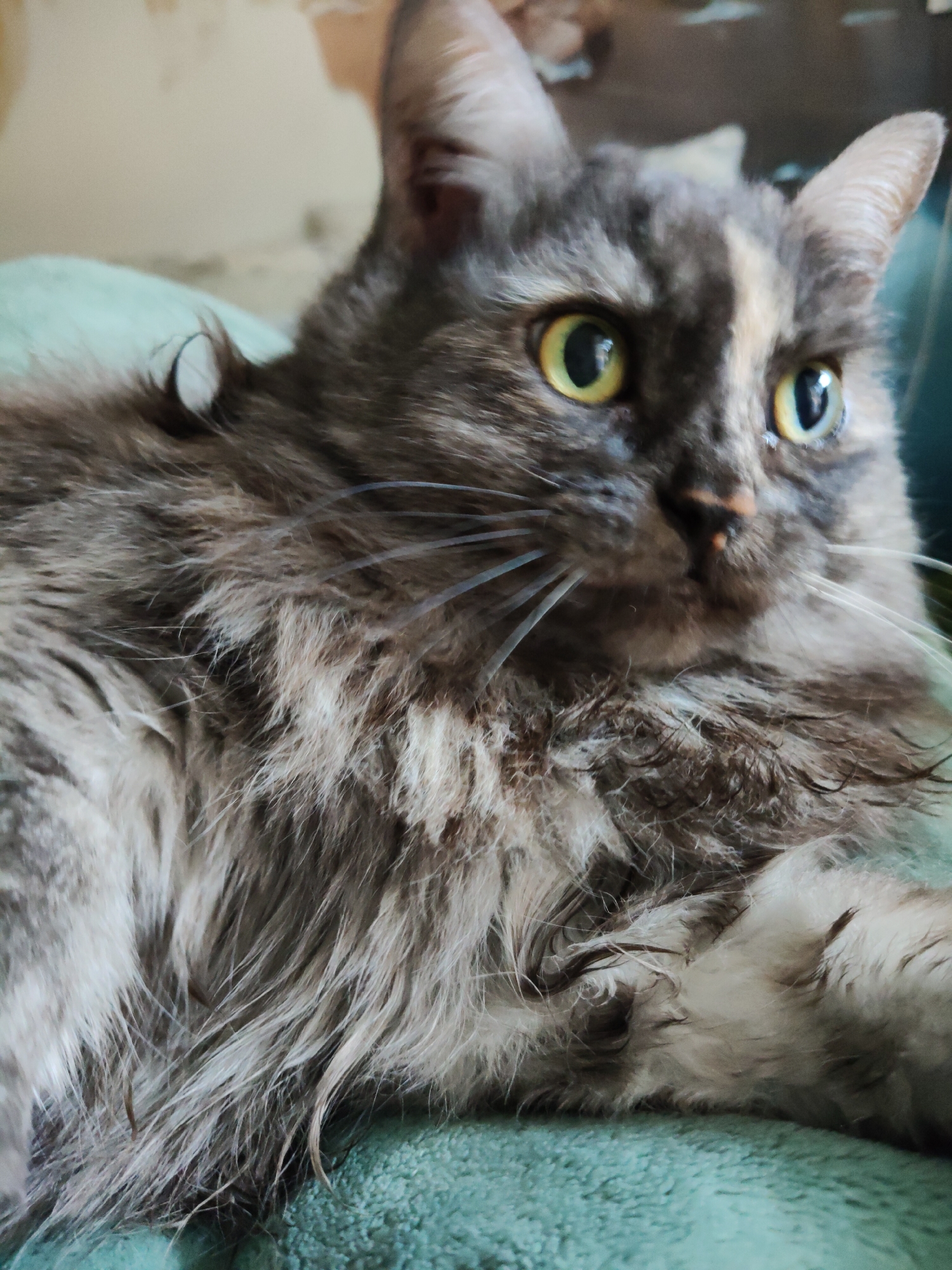 A long-haired tortoiseshell cat with yellow eyes is lying on a teal-colored fuzzy surface. The cat's fur is a mix of grey, black, and tan. It is looking to the right side of the frame. The background is blurred and appears to be a wall or furniture in a domestic setting, possibly located in Bol'shoye Kozino, Russia. The lighting is soft, and the focus is on the cat's face and upper body.