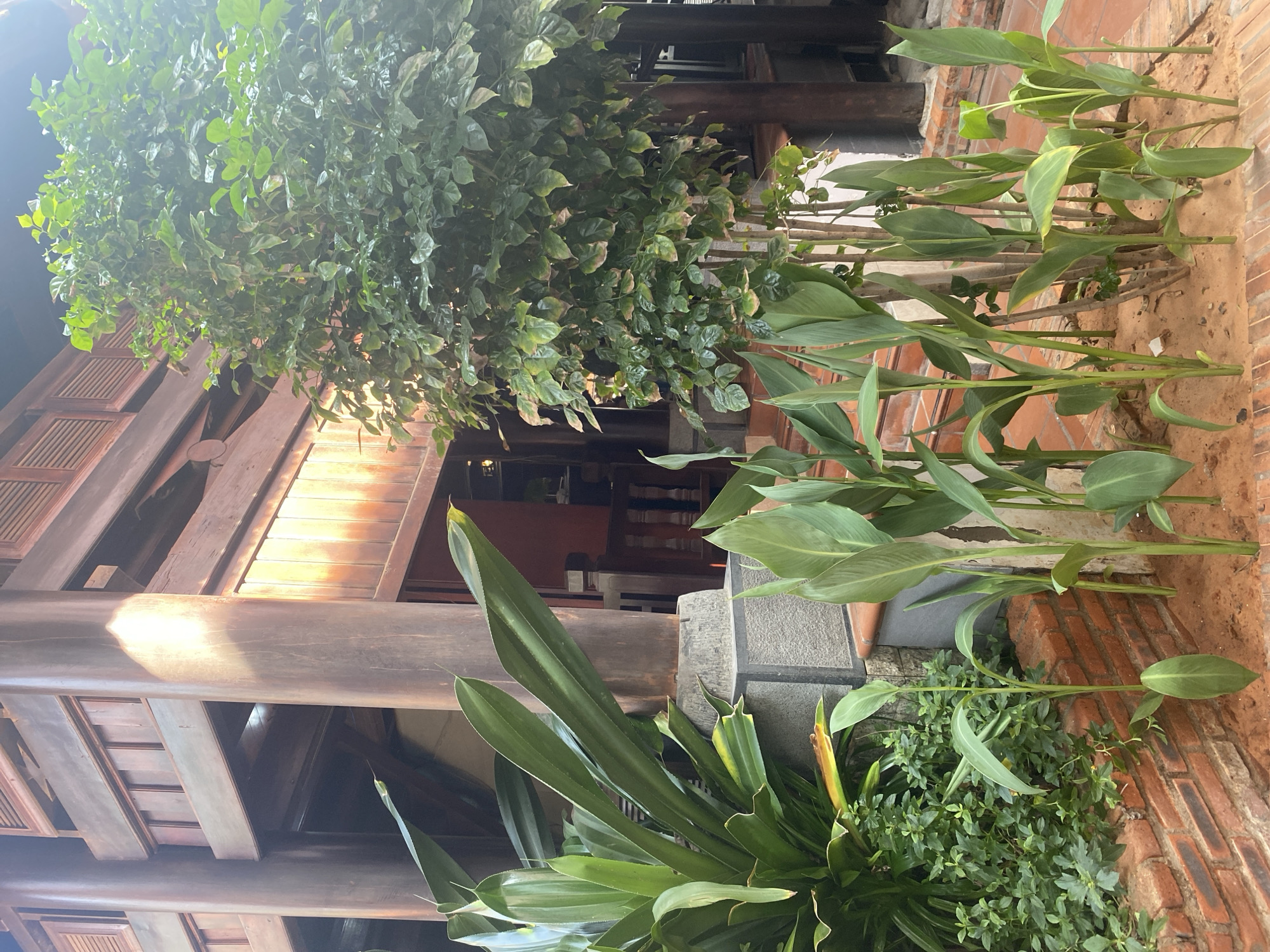 The image captures a sunlit courtyard area of a traditional wooden building in Phu Thuy Ward, Vietnam. Large, dark wooden pillars and beams support an upper level with louvred windows. In the foreground, lush green foliage dominates the scene. A large plant with broad, pointed leaves stands to the left, beside a cluster of smaller, dense green plants. To the right, a tall plant with large, paddle-shaped leaves grows in sandy soil, with several similar plants behind it. A large tree with abundant green leaves is positioned in the middle right of the frame. The ground is paved with terracotta tiles and bordered by brickwork, with some areas of exposed sand. A set of stone steps leads up towards the building. The sunlight casts a warm glow on the wooden structures and the plants, creating areas of bright highlight and shadow. A person is partially visible in the background, near the entrance to the building.